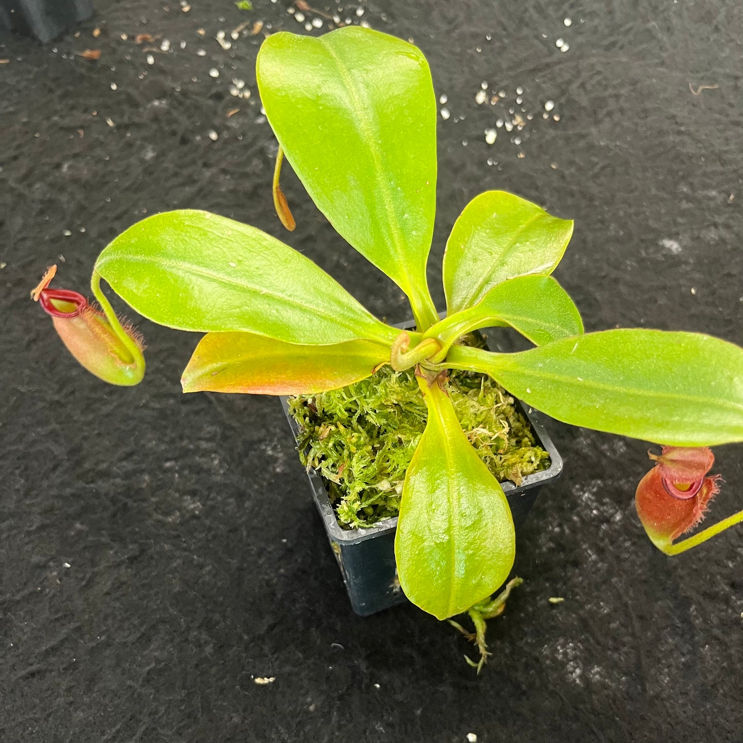 Nepenthes robcantleyi x ampullaria BE-3767