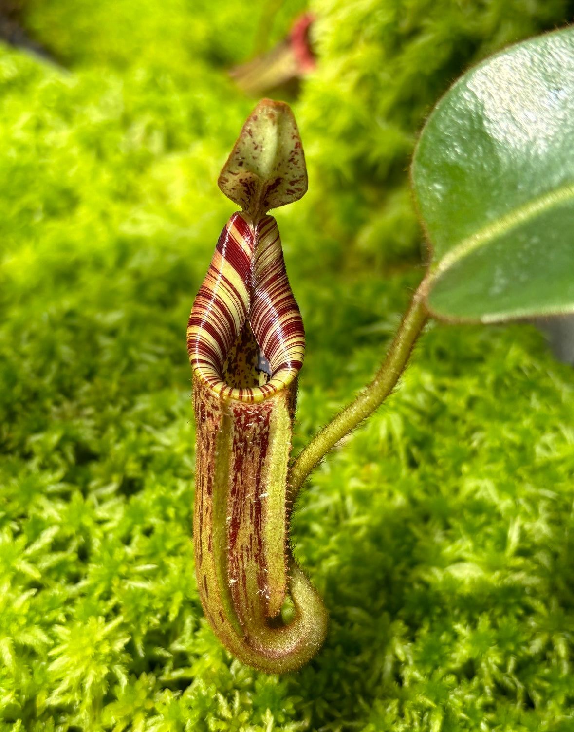 Nepenthes (burbidgeae x veitchii) x mollis