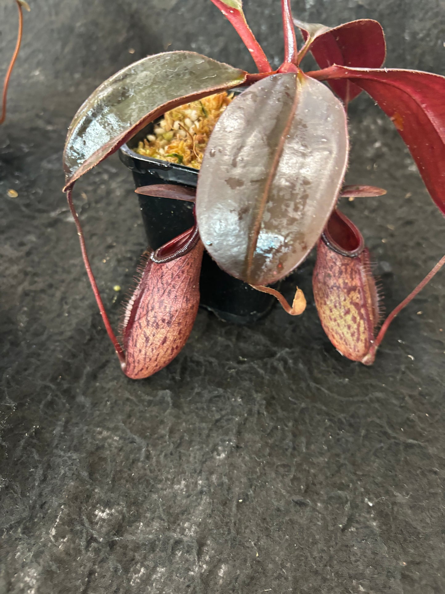 Nepenthes rajah x peltata BE-4510