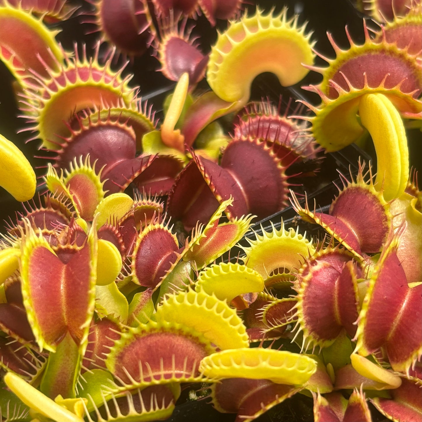 Dionaea muscipula 014#