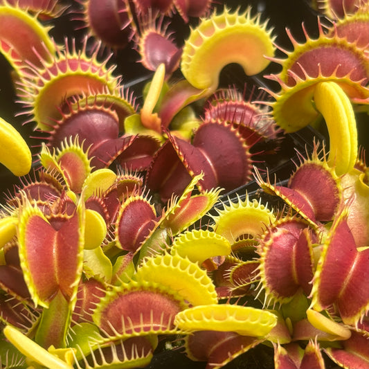 Dionaea muscipula 014#
