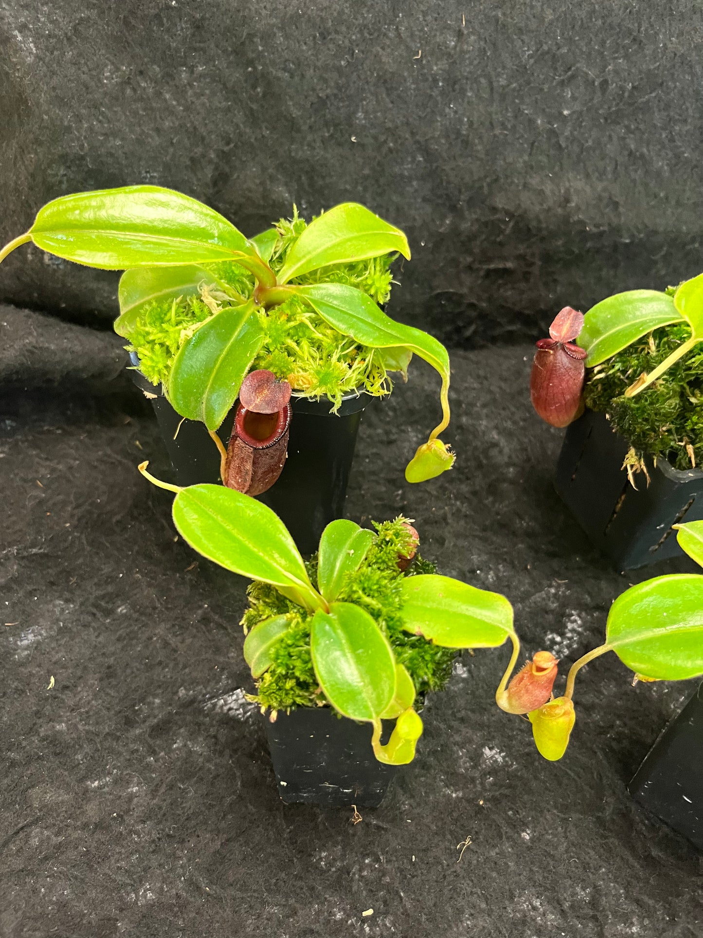 Nepenthes robcantleyi x jacquelineae BE-4028