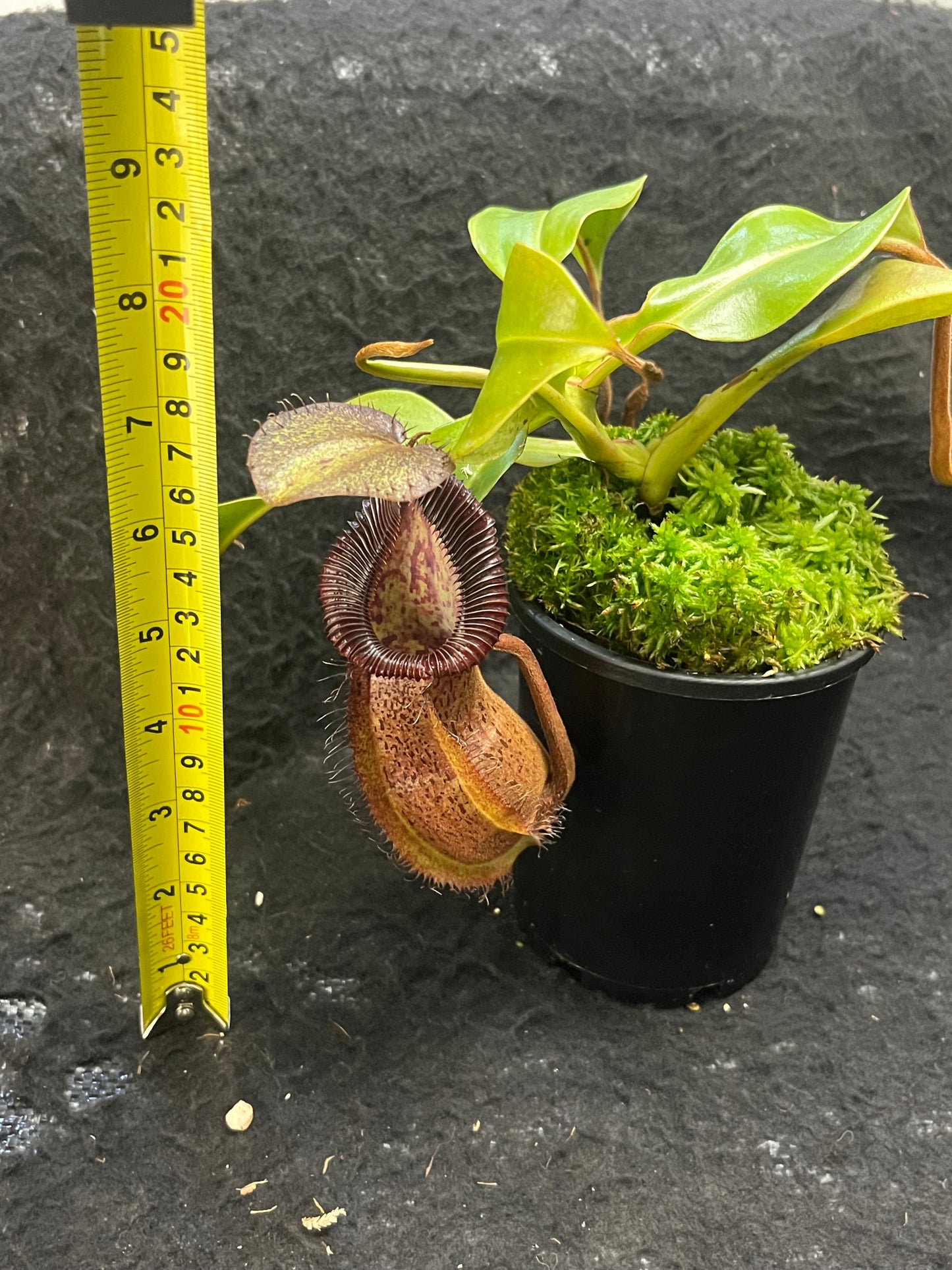 Nepenthes robcantleyi x hamata BE-3958