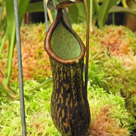 Nepenthes ceciliae BE-4600