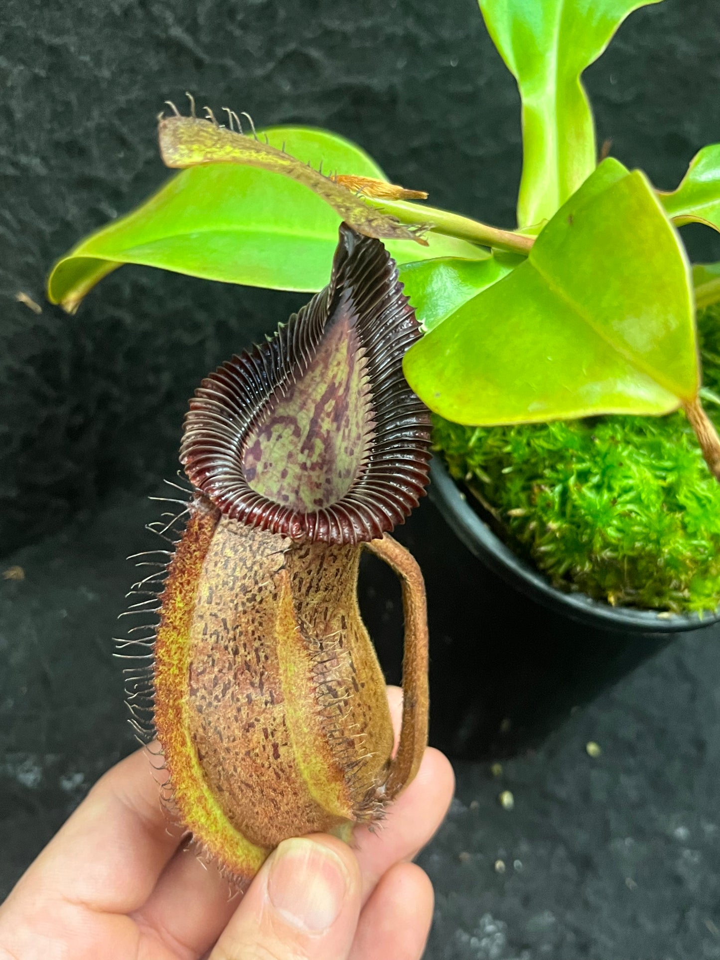 Nepenthes robcantleyi x hamata BE-3958