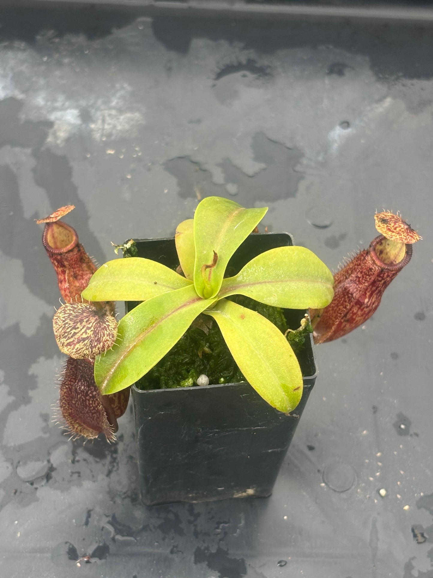 Nepenthes hamata x burbidgeae BE-4567