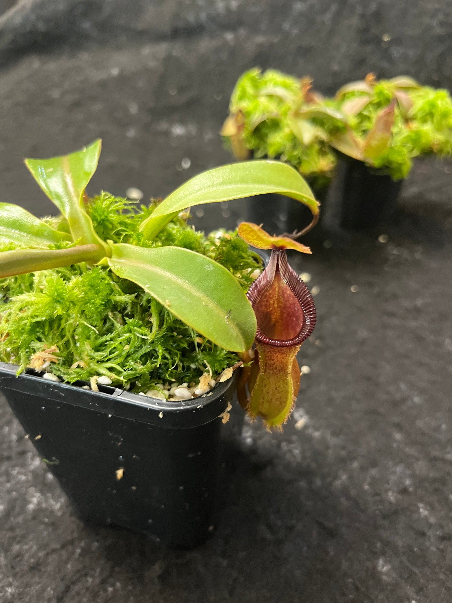 Nepenthes hamata x (veitchii x lowii) BE-4507