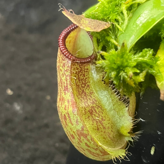 Nepenthes spathulata x hamata