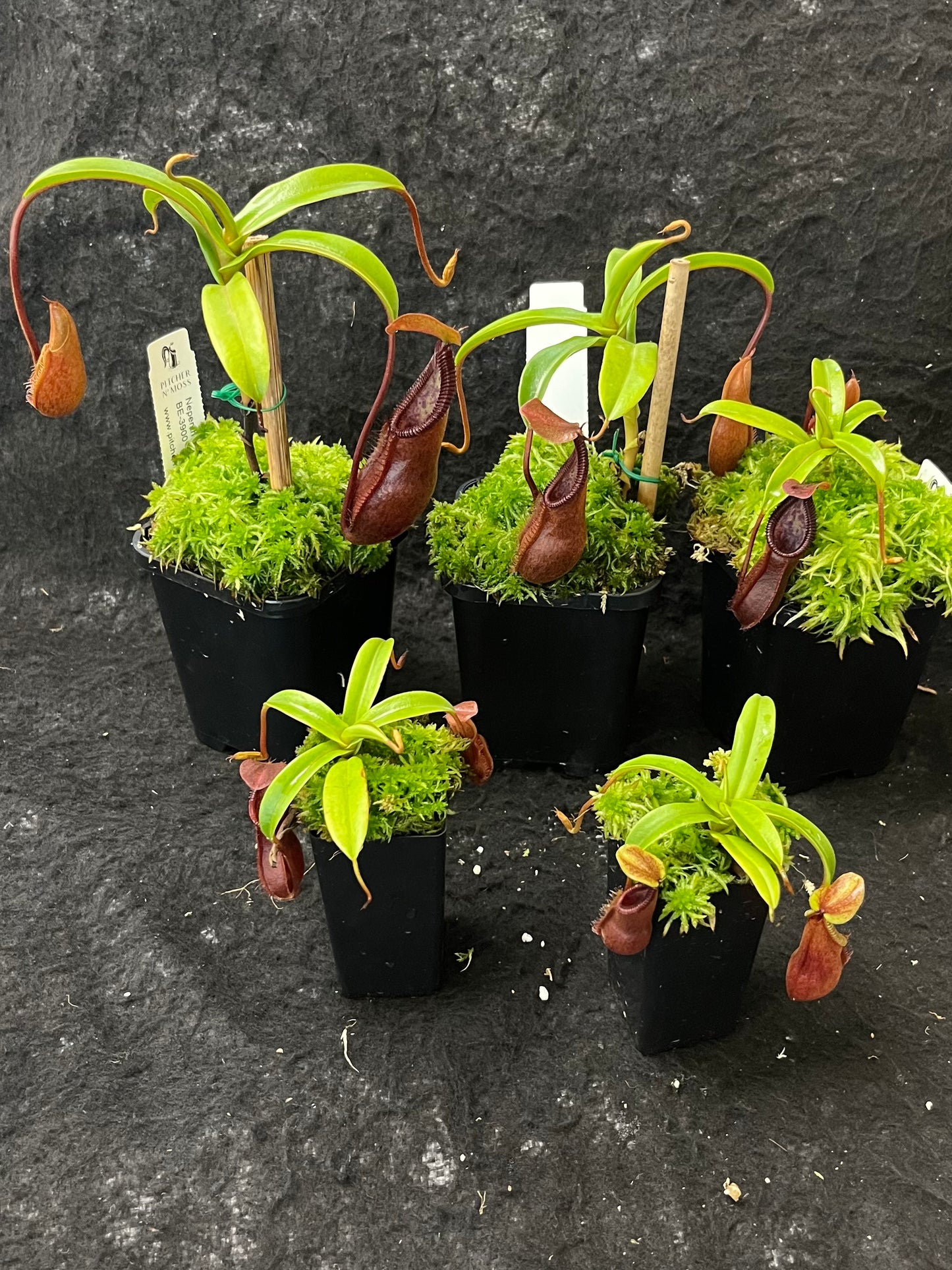 Nepenthes singalana x diabolica BE-3900