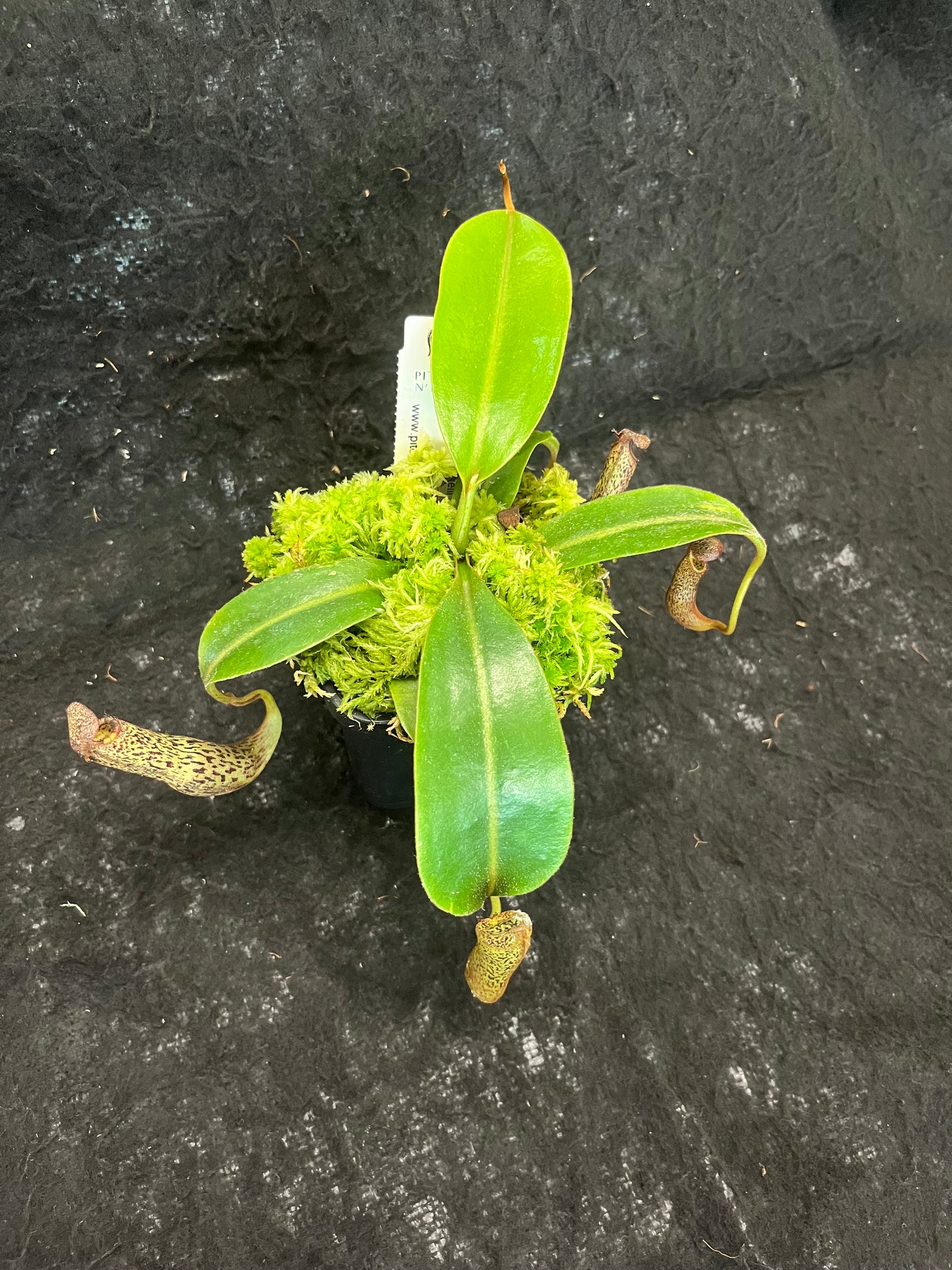 Nepenthes vogelii x mollis SG