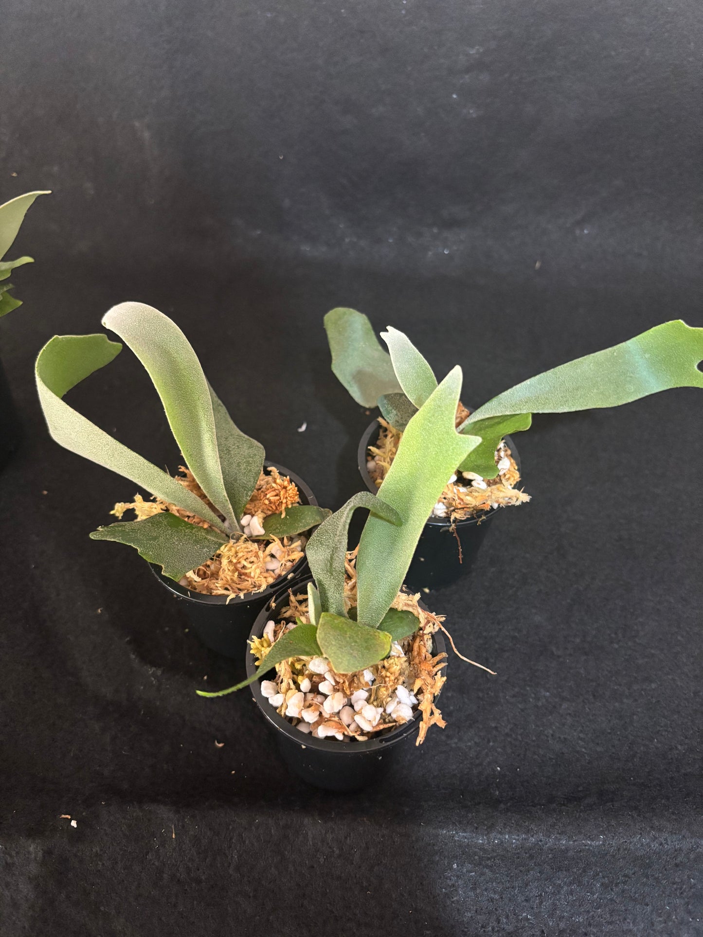 Platycerium Monkey North