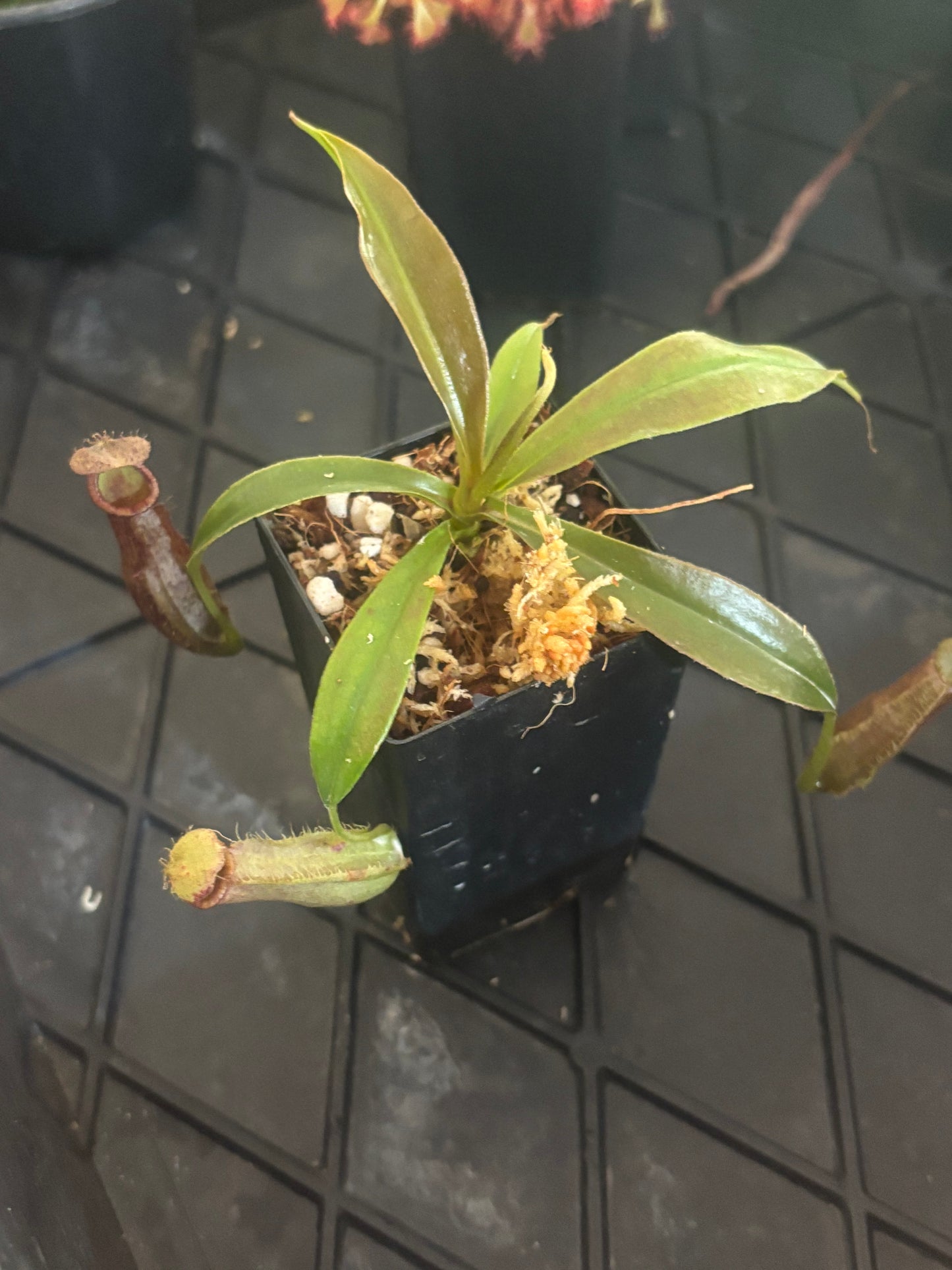Nepenthes singalana x ampullaria BE-3744