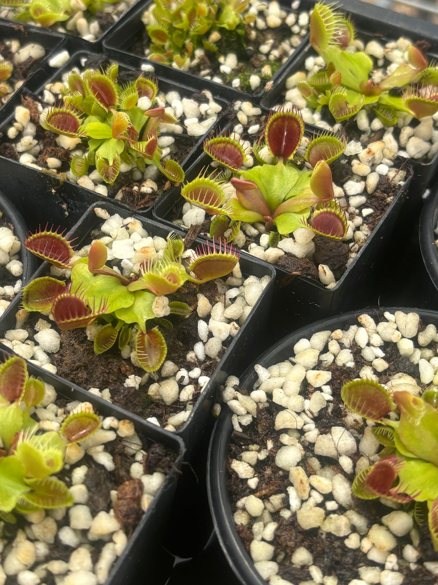 Dionaea muscipula Cupped Trap