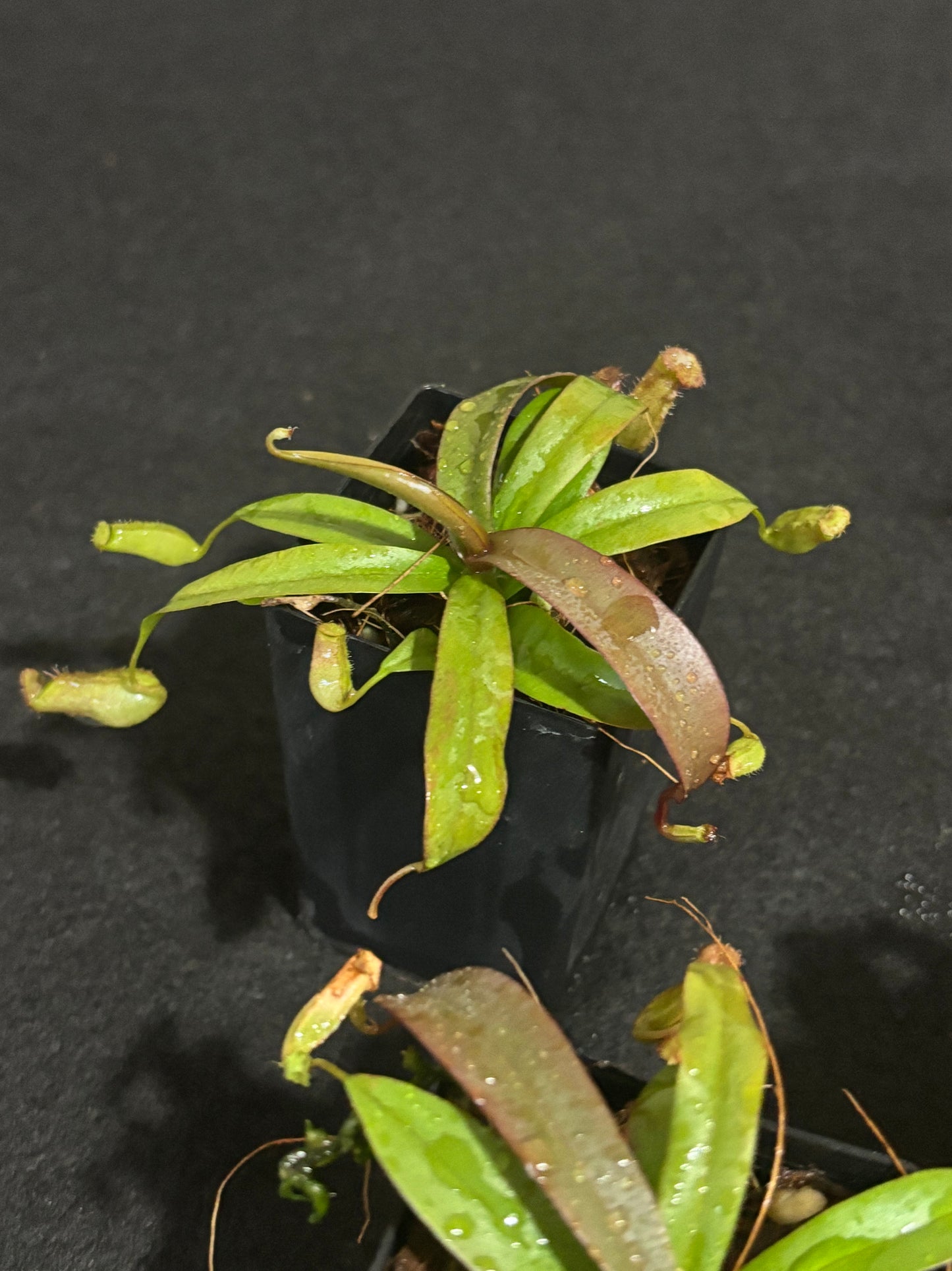 Nepenthes Rebecca Soper