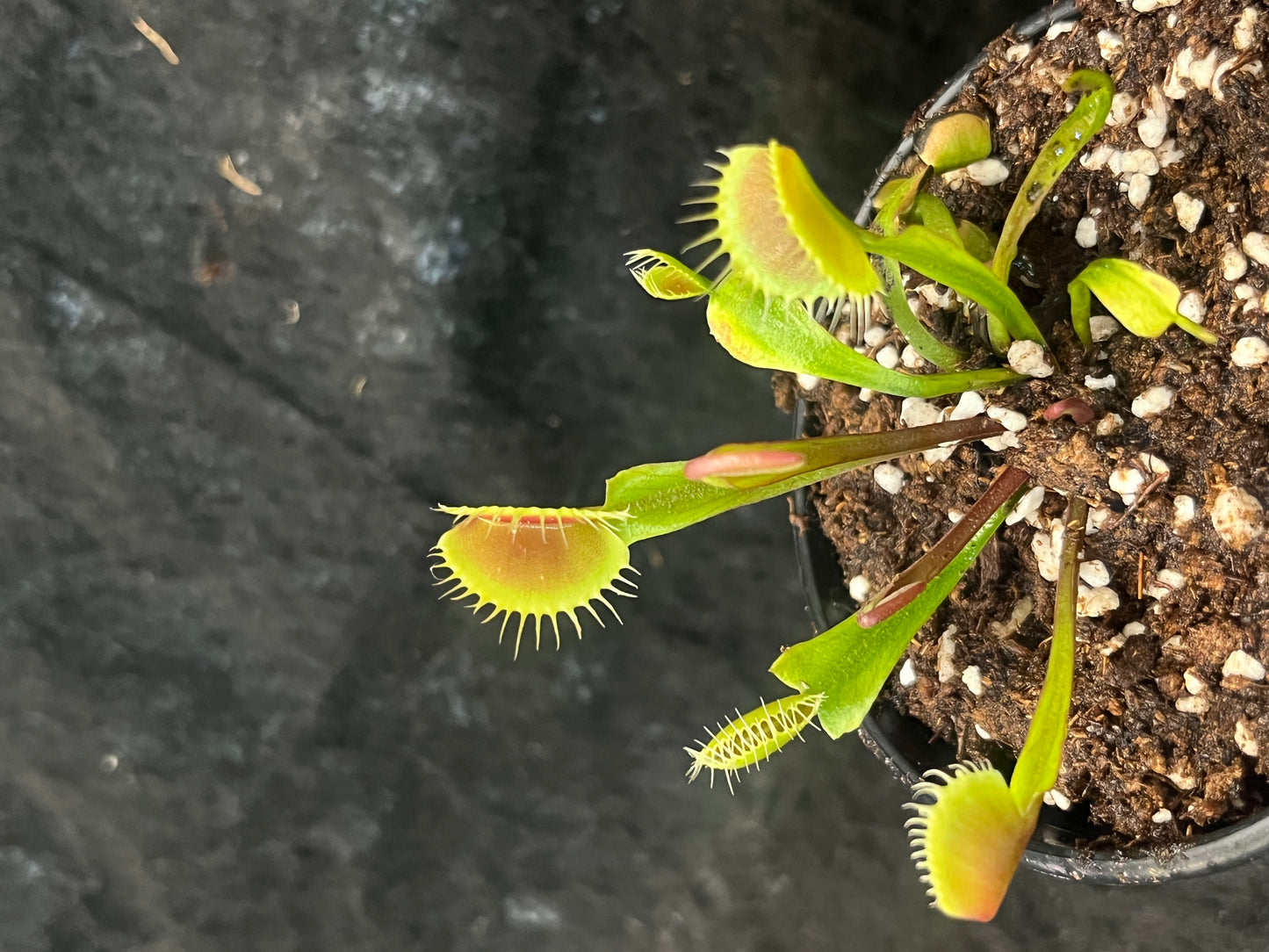 Dionaea muscipula 'Red and fused tooth