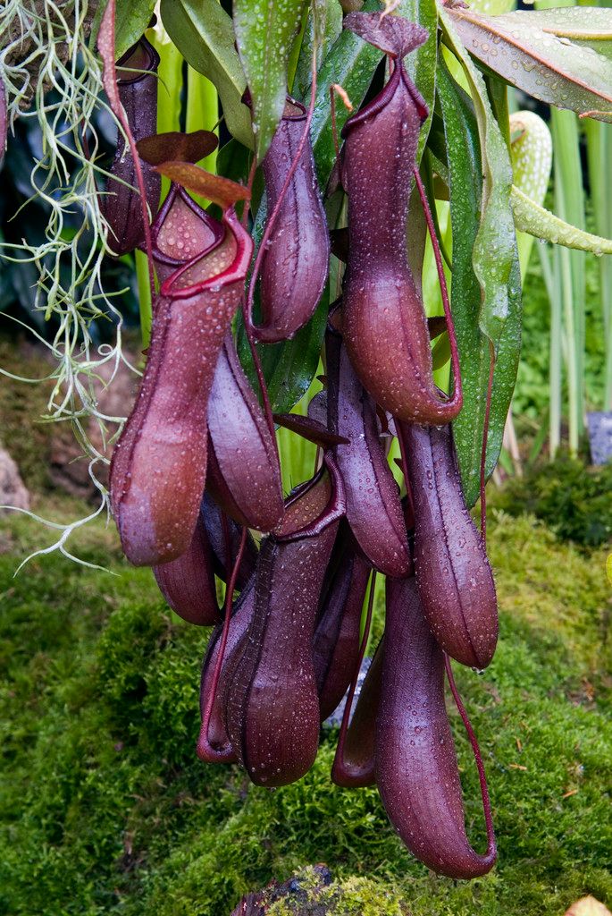 Nepenthes Rebecca Soper