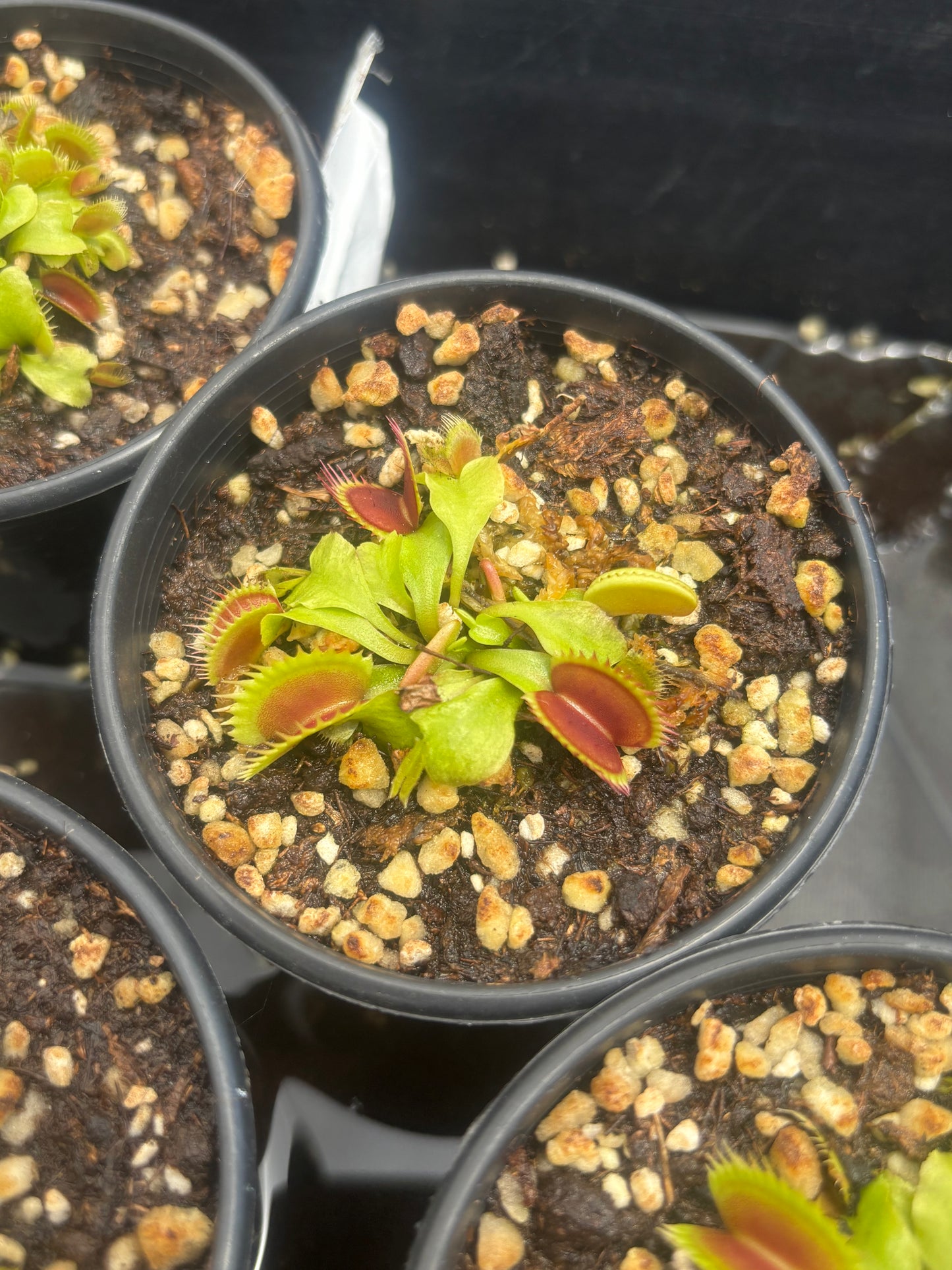 Dionaea muscipula Coq Couchè