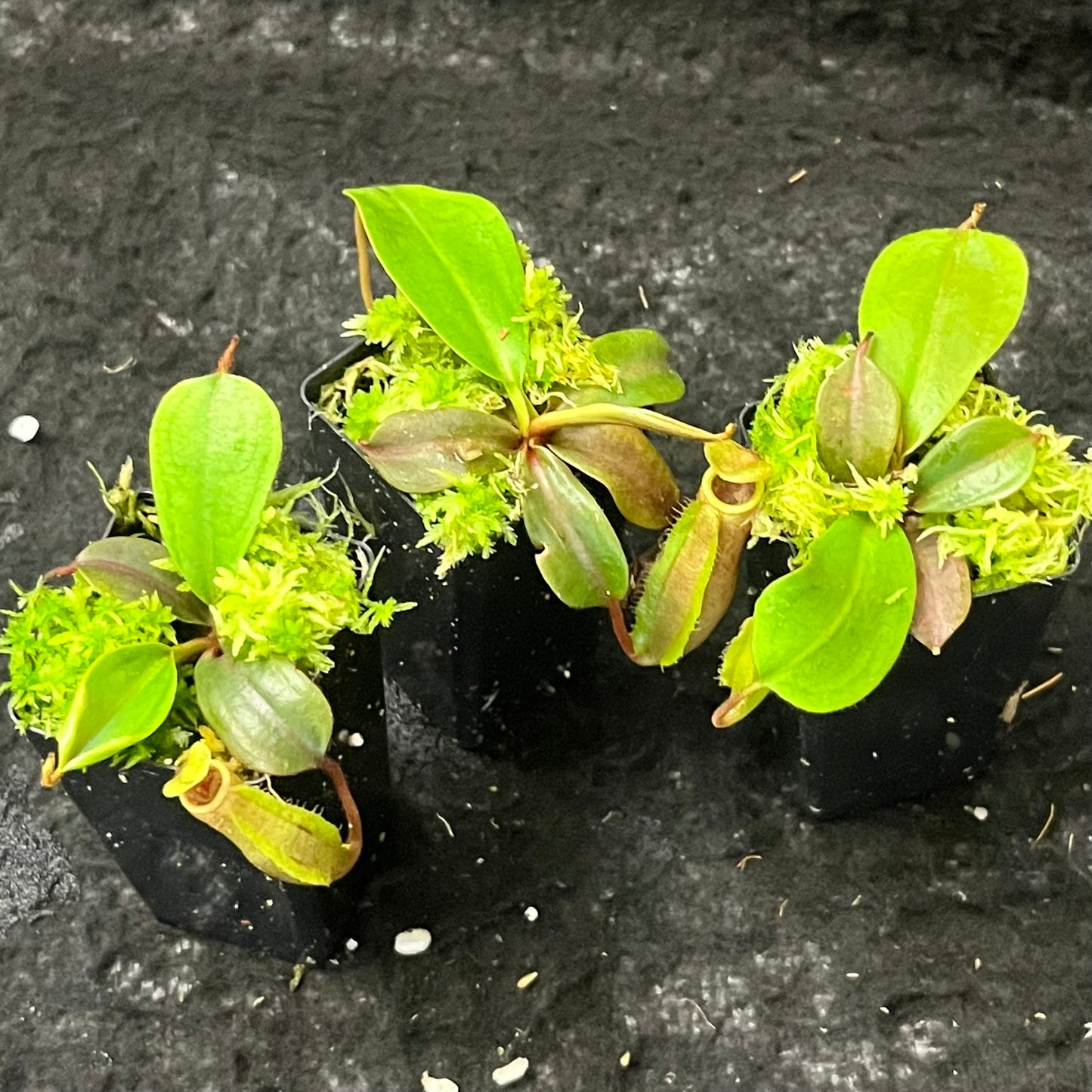 Nepenthes veitchii (striped peristomes) x palawanensis