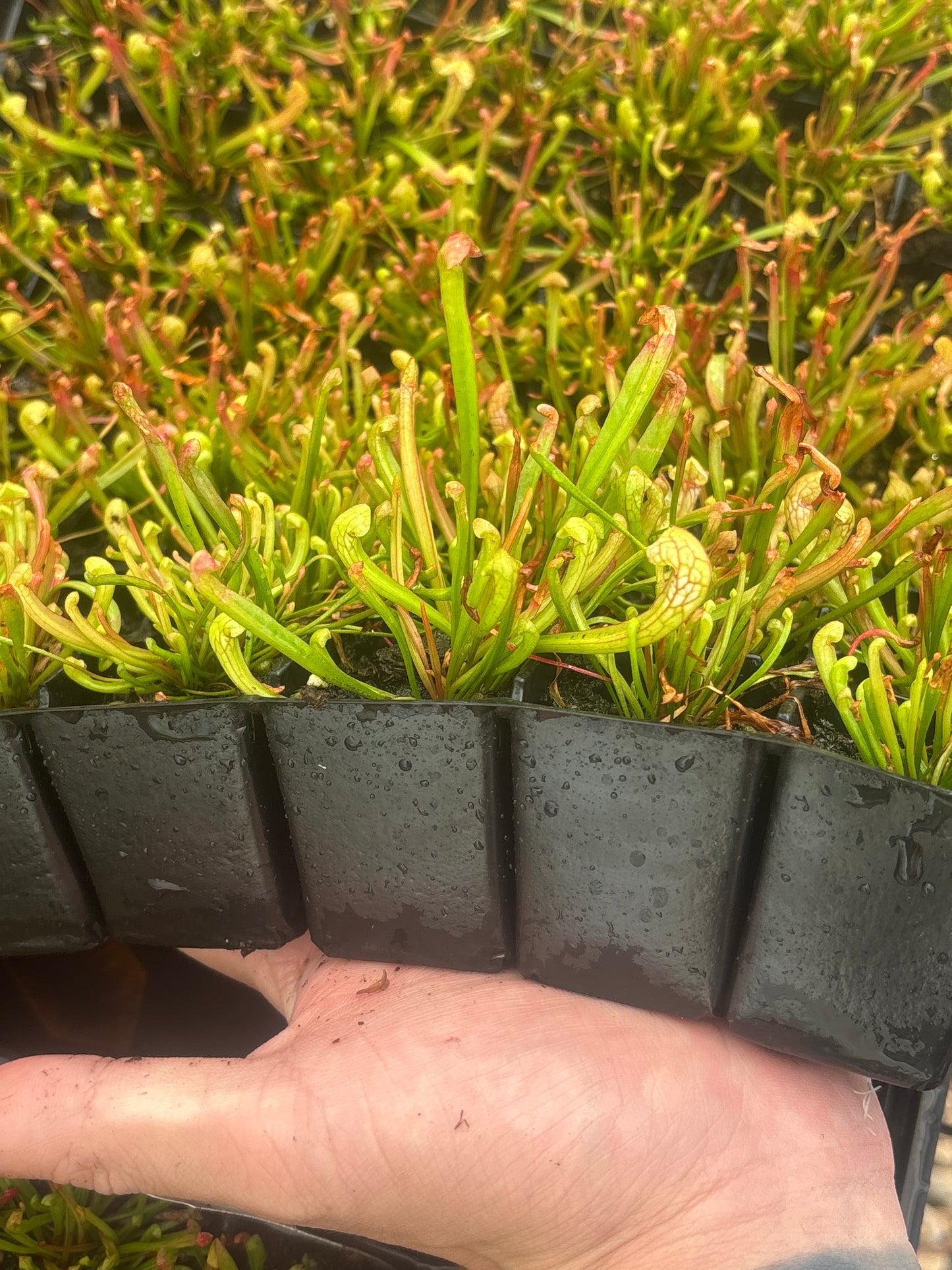 Sarracenia x Wrigleyana