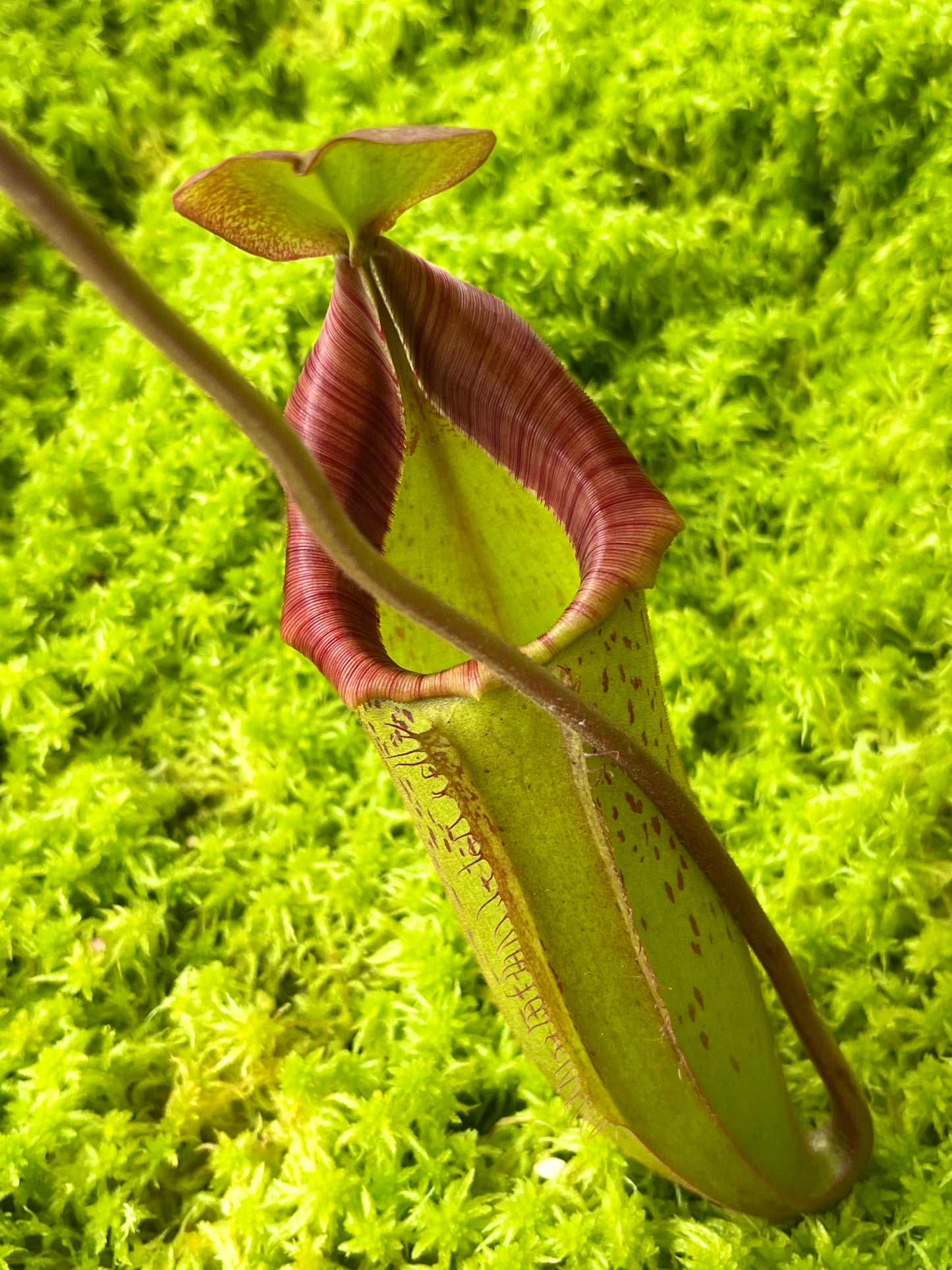 Nepenthes [lowii x (northiana x veitchii)] x (veitchii x burbidgeae) SG