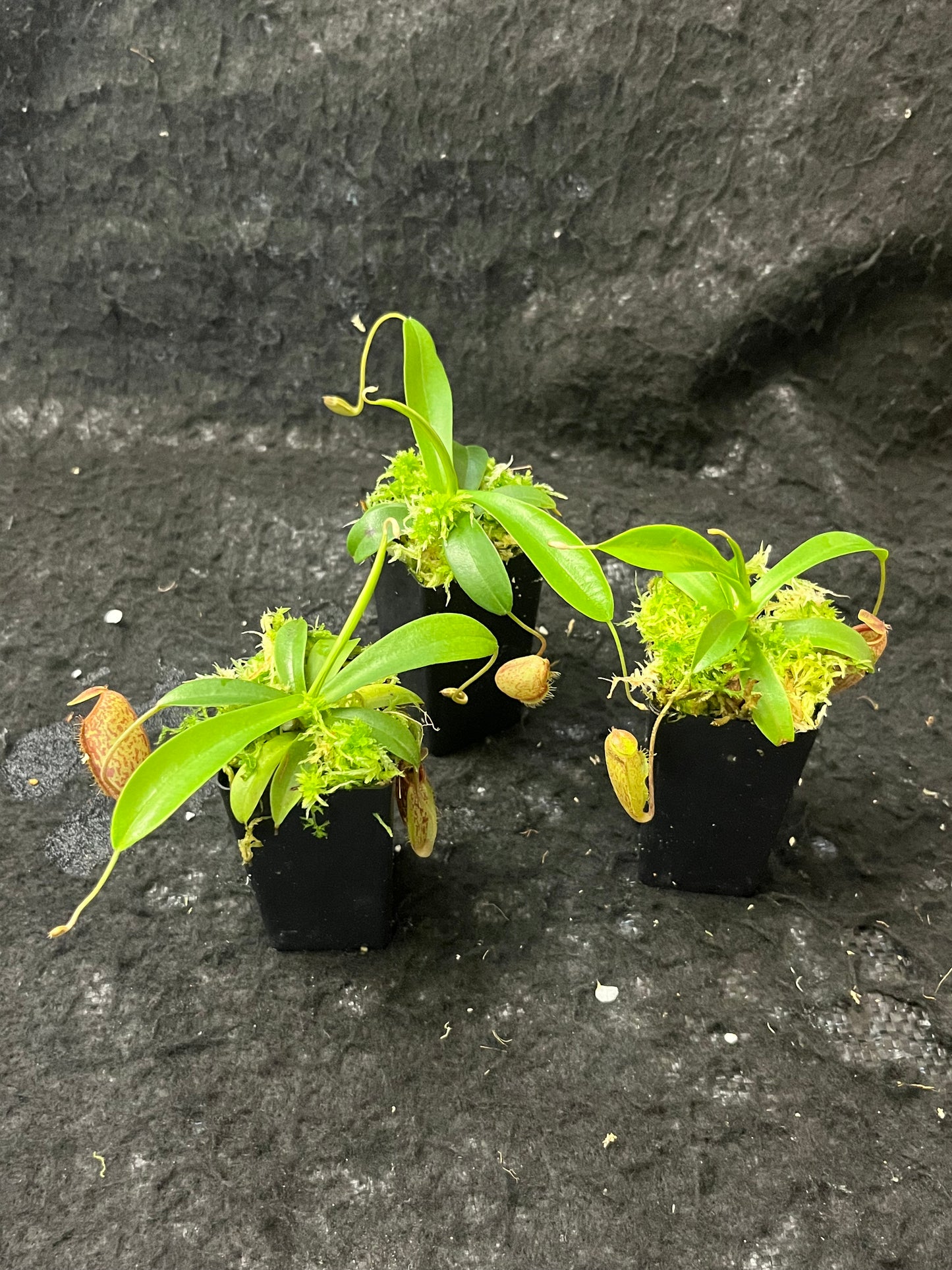 Nepenthes aristolochioides x undulatifolia