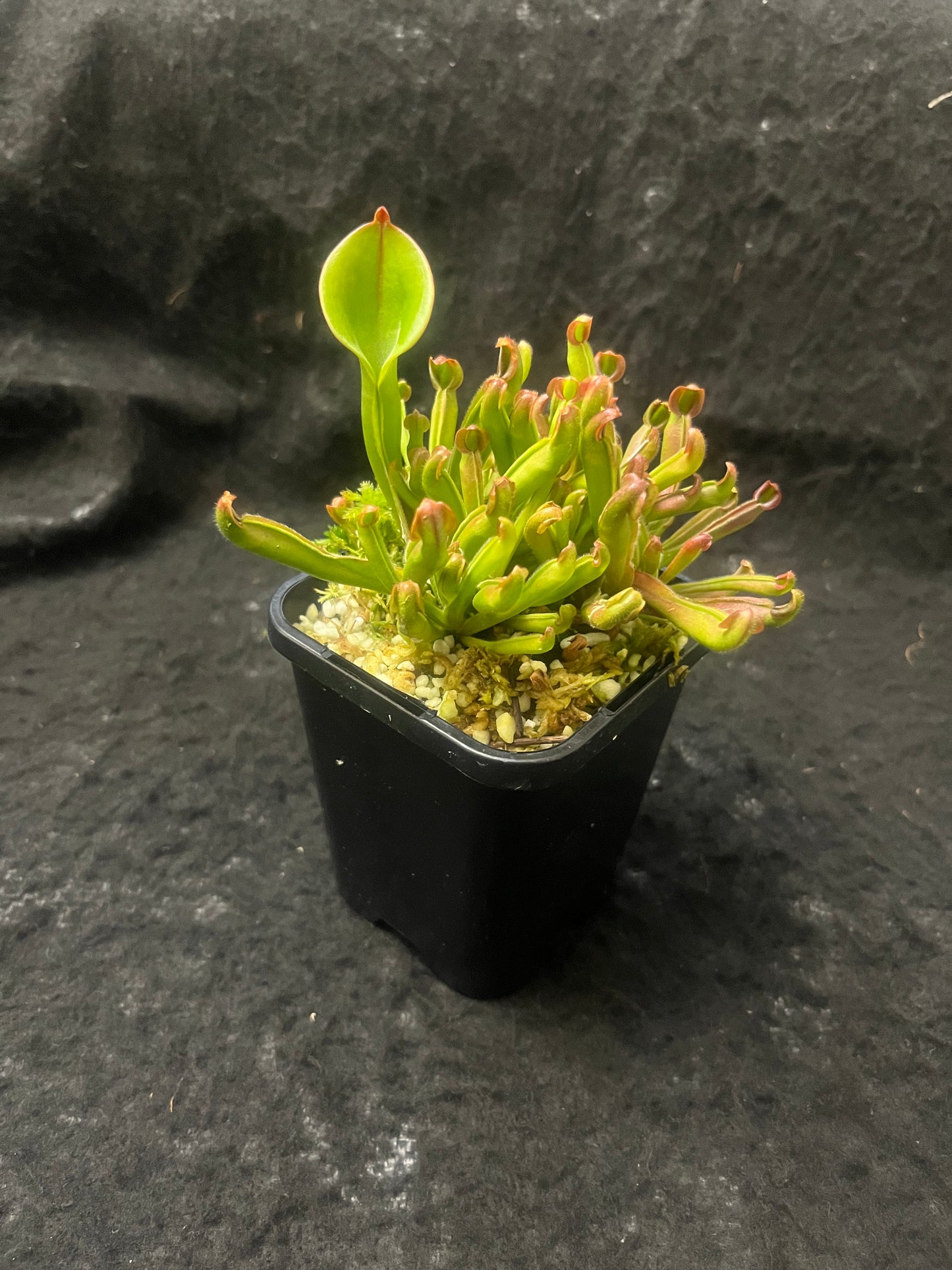 Heliamphora nutans