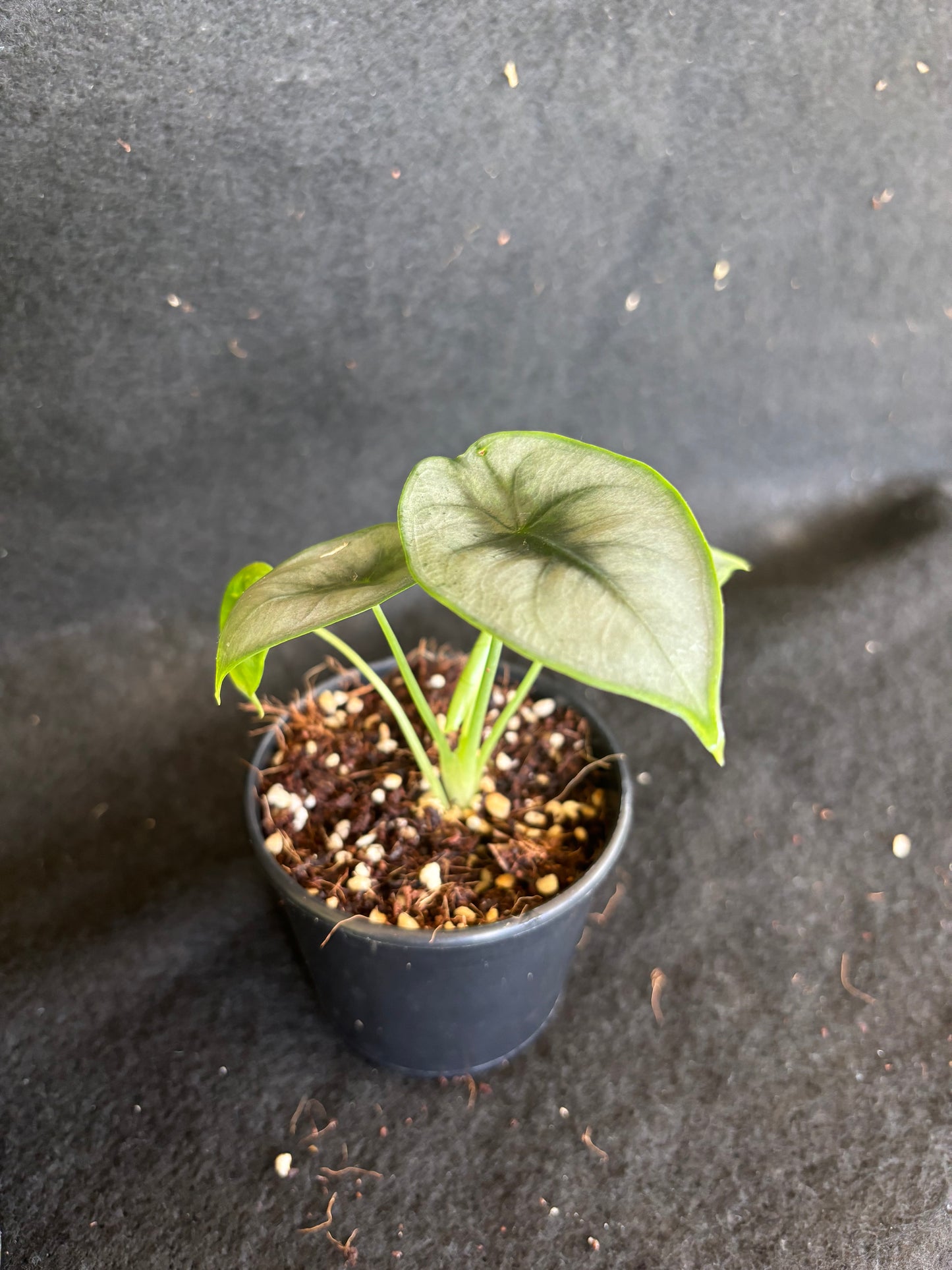 Alocasia reversa