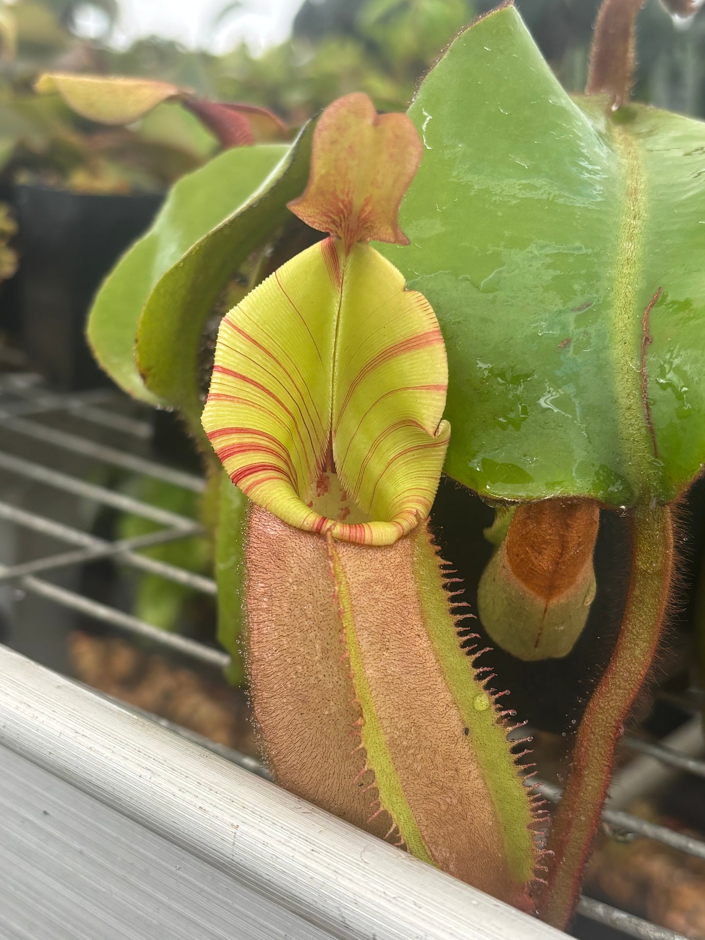 Nepenthes veitchii (Stirped peristome)
