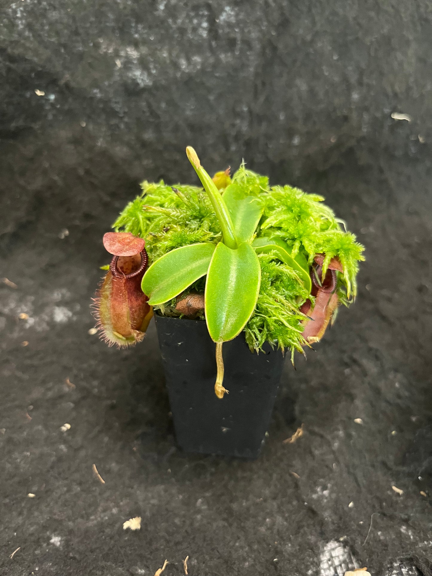 Nepenthes spathulata x diabolica BE-3983