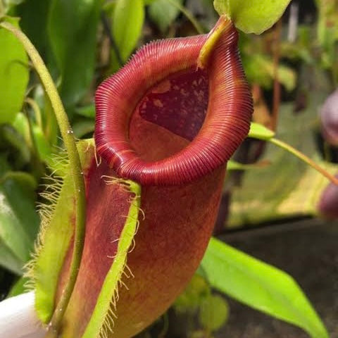 Nepenthes singalana x ampullaria BE-3744