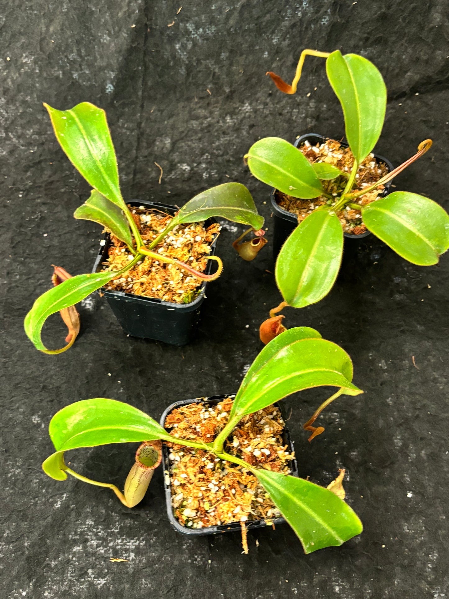 Nepenthes epiphytica x veitchii (striped peristome) SG