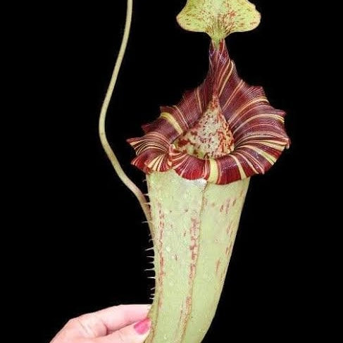 Nepenthes (veitchii x lowii) x platychila, BE-3920