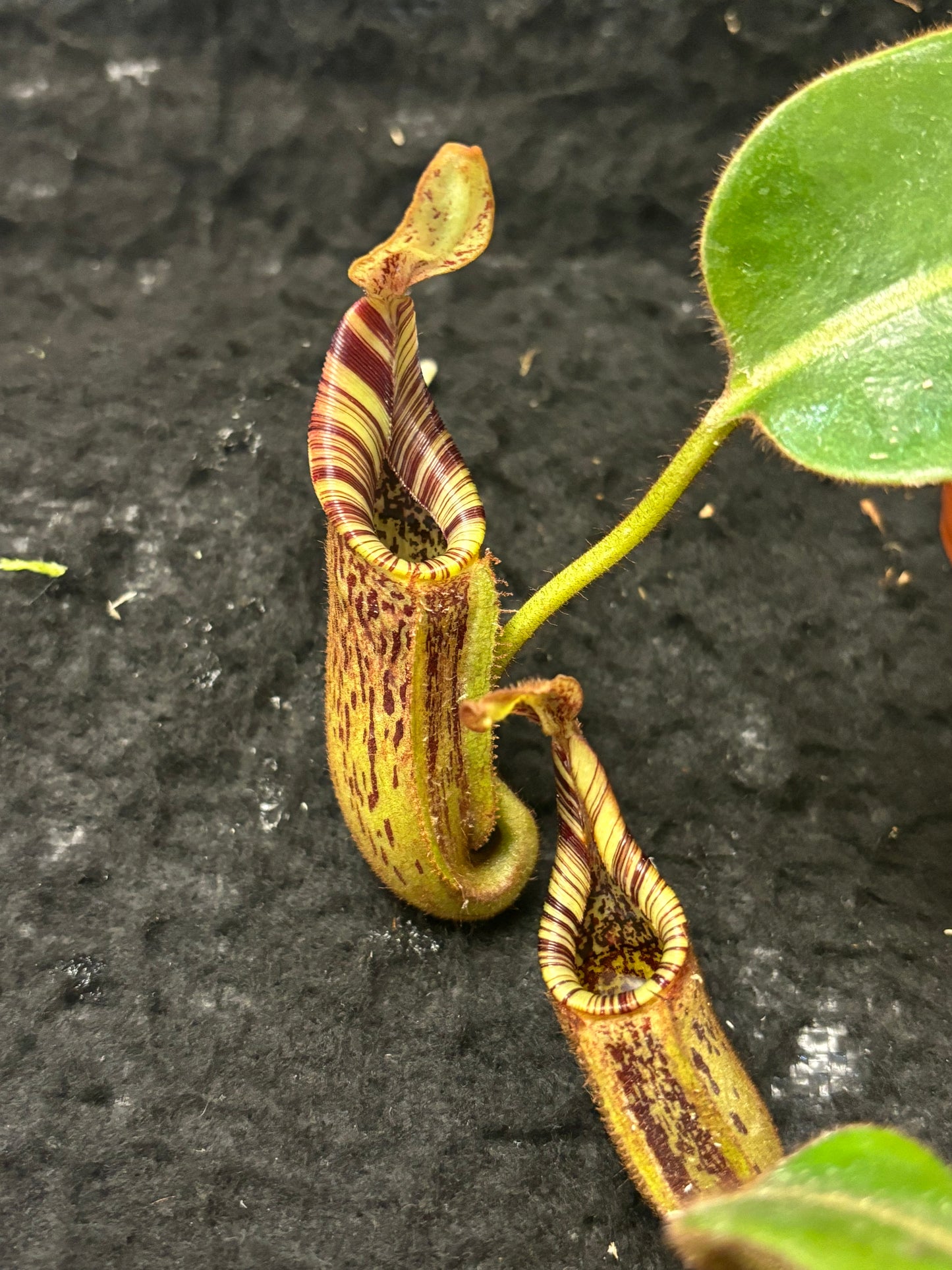 Nepenthes (burbidgeae x veitchii) x mollis