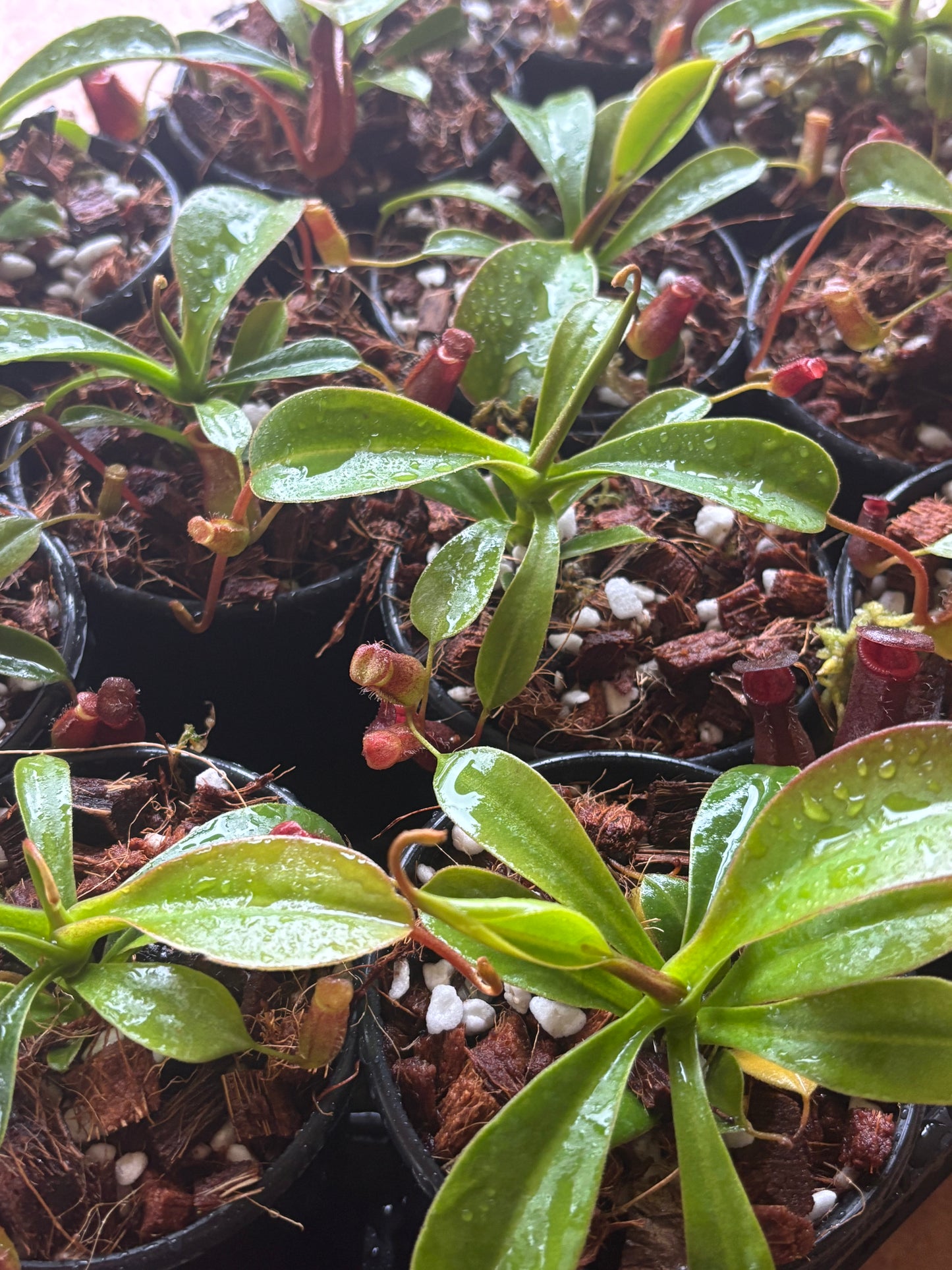 Nepenthes lowii x ventricosa