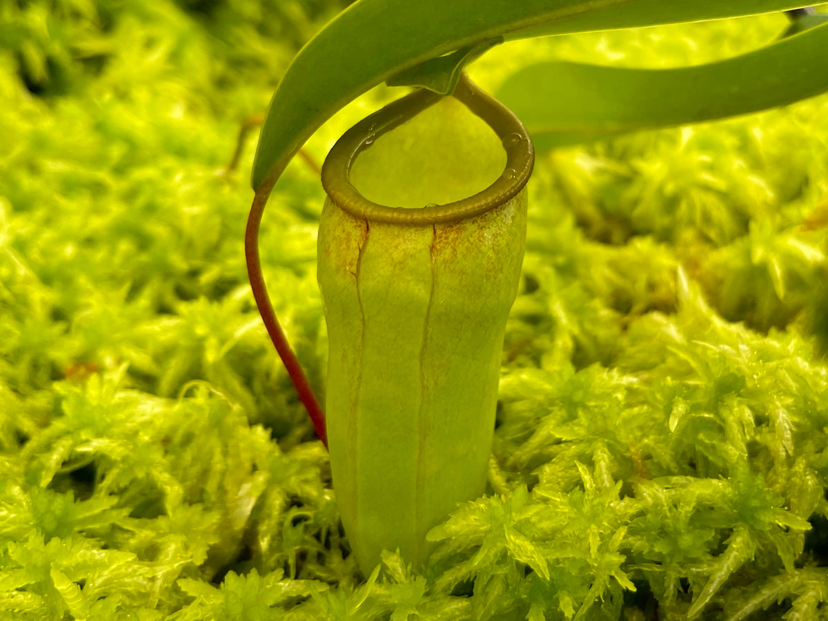 Carnivorous & Exotic Plant Nursery Australia | Pitcher N' Moss
