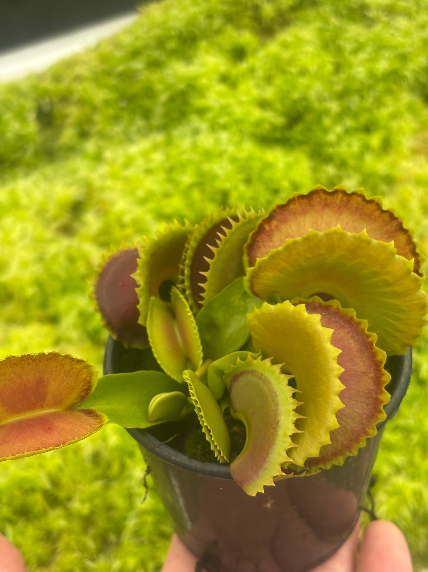 Dionaea muscipula unlabelled