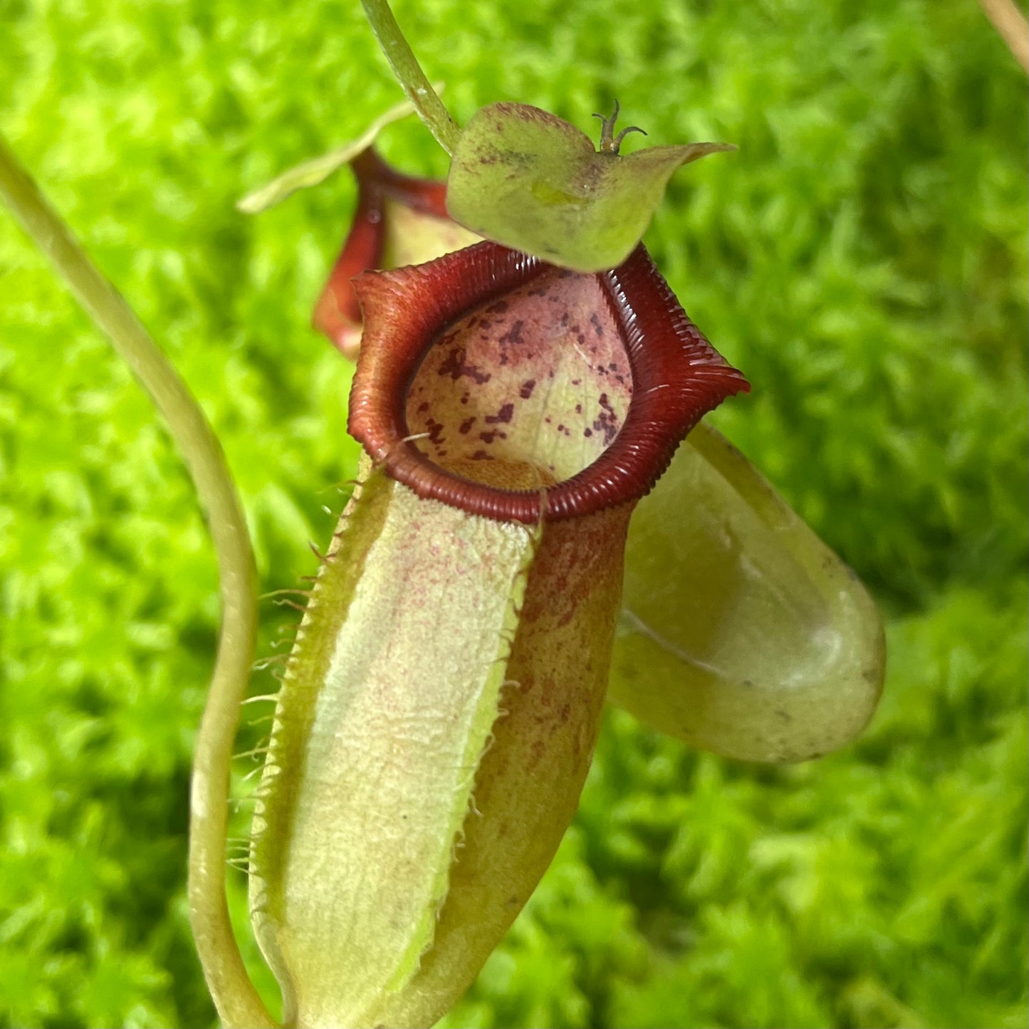 Nepenthes spathulata x flava BE-4048