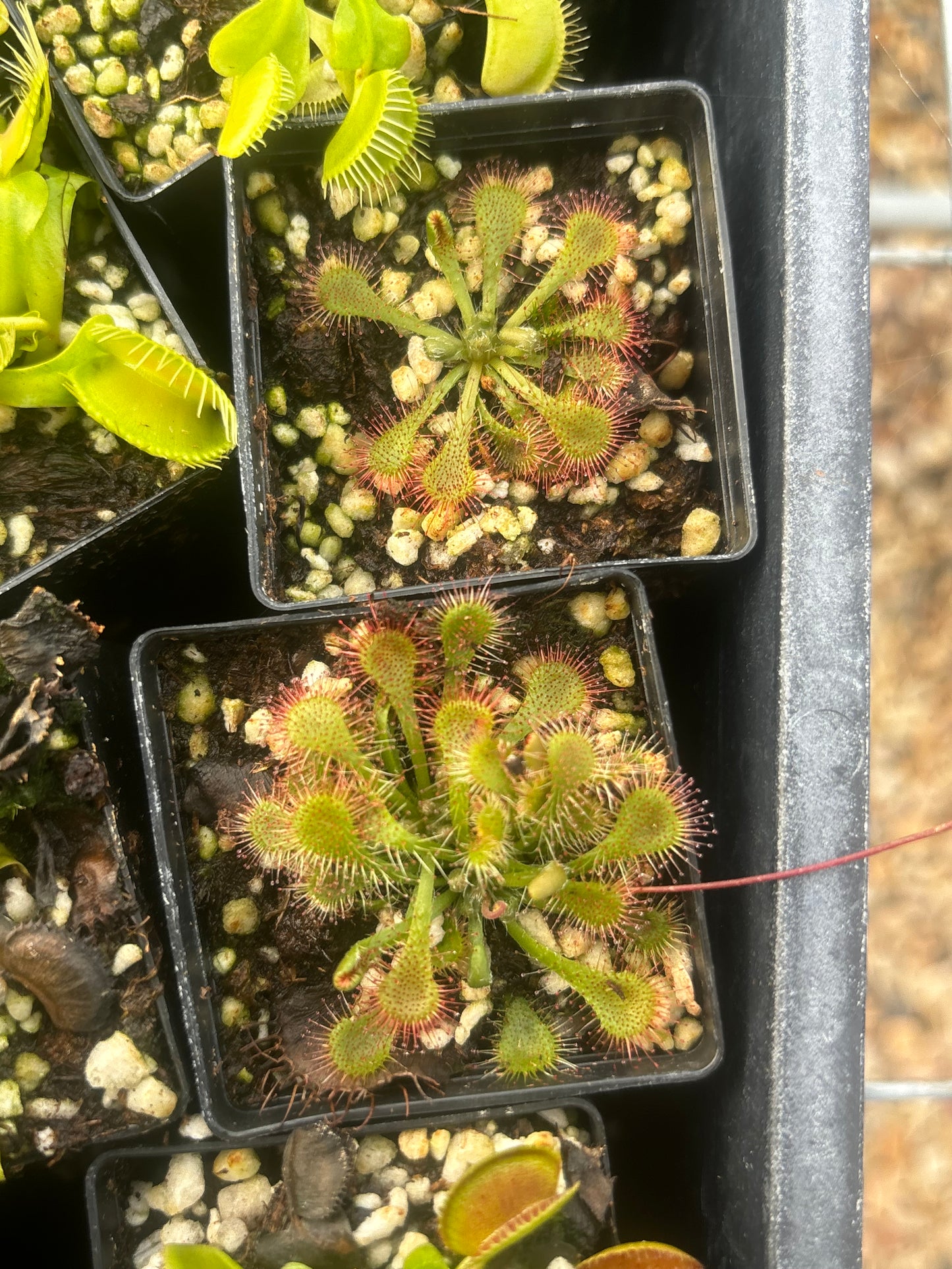Drosera assorted