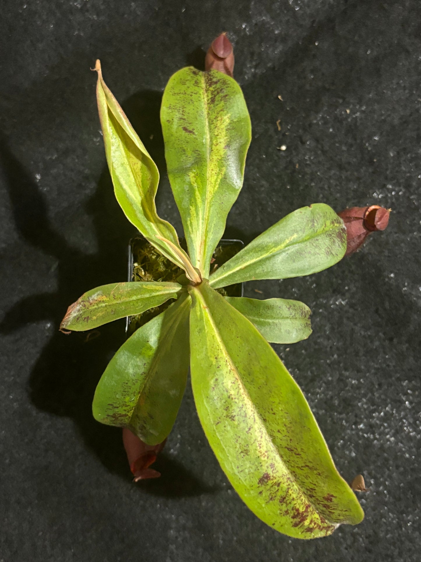 Nepenthes viking x ampullaria Variegated