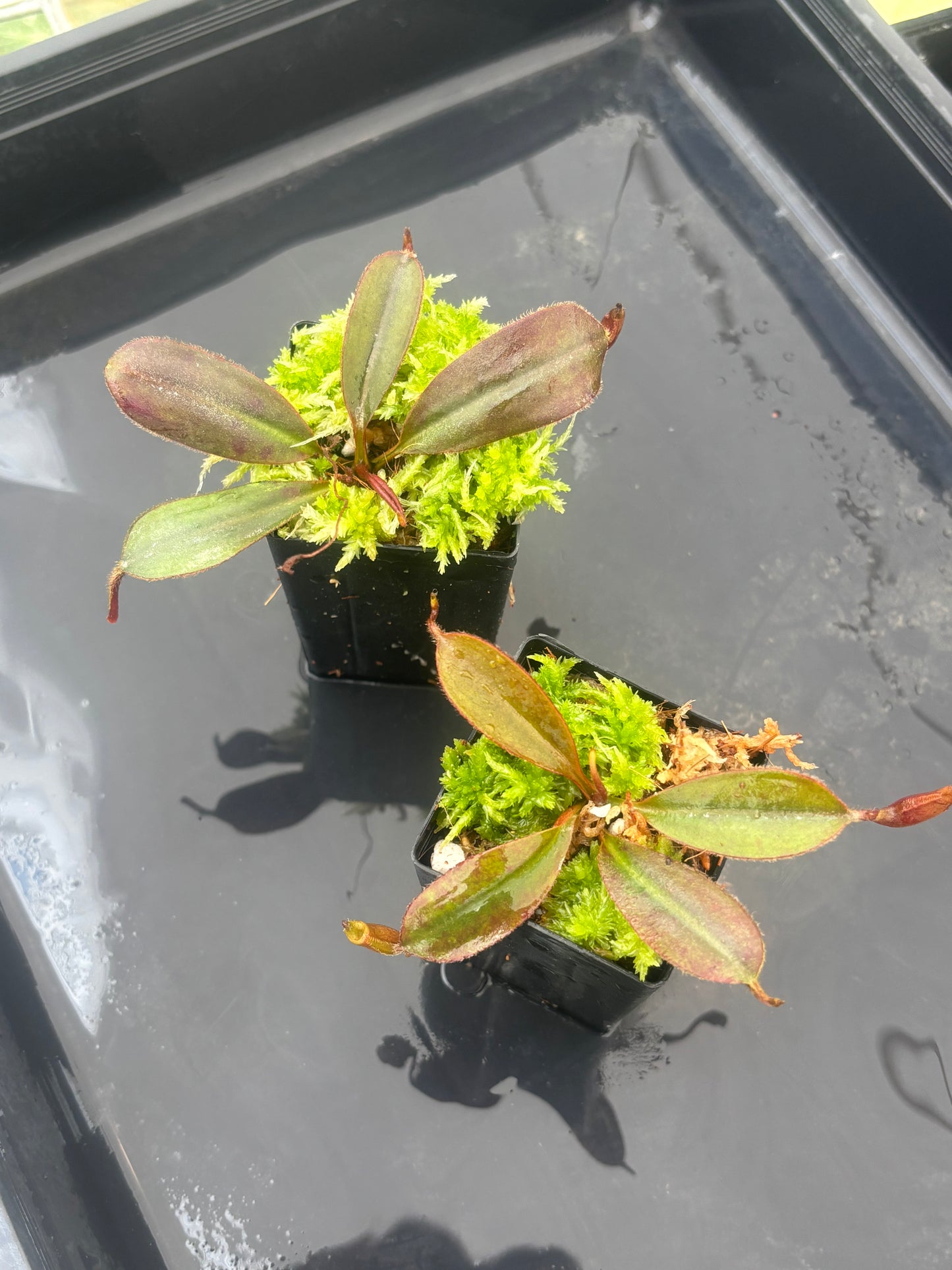 Nepenthes peltata x attenboroughii BE-4601