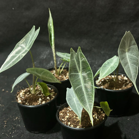 Alocasia Longiloba Silver