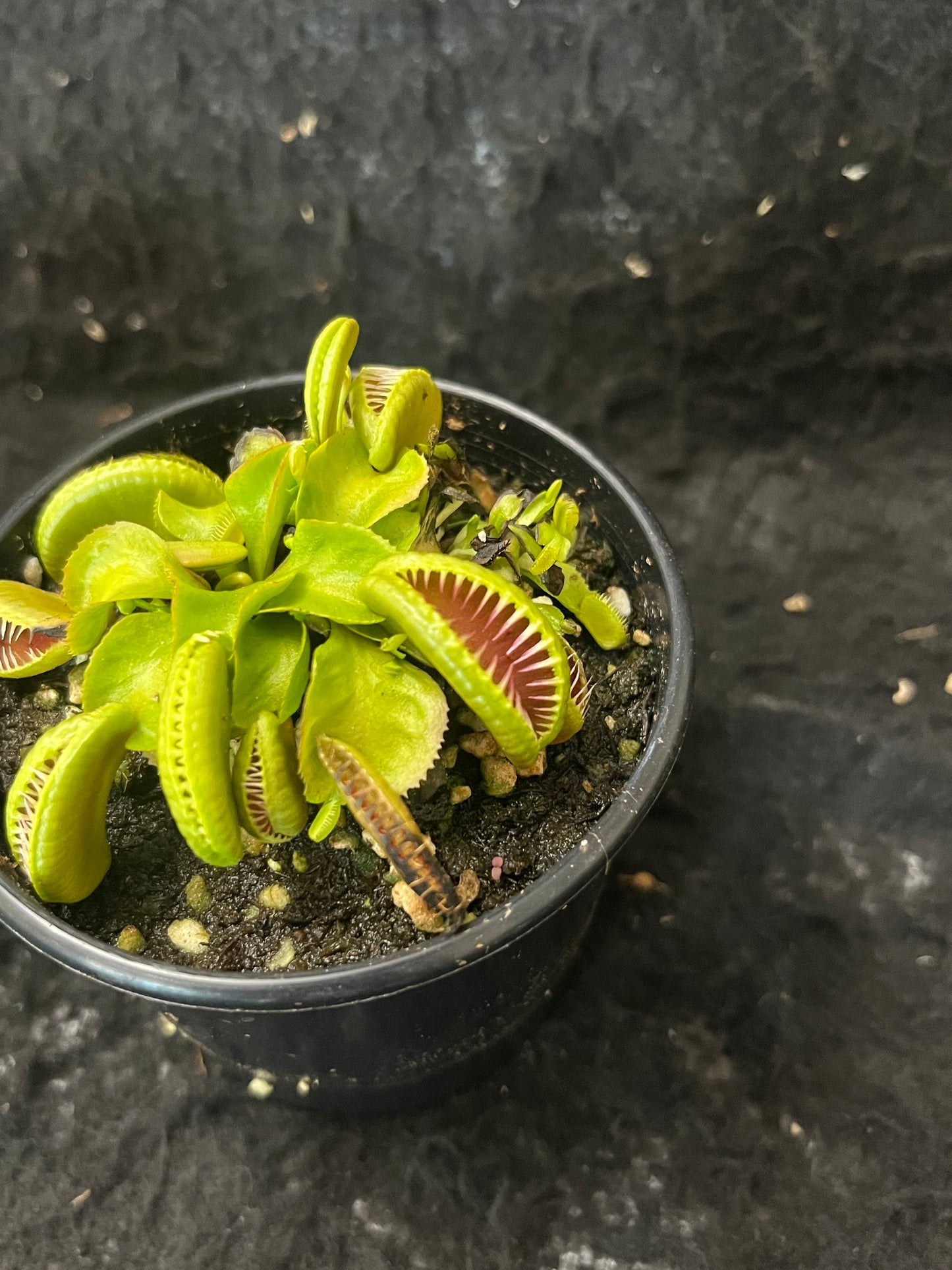 Dionaea muscipula 'Ramesse I'