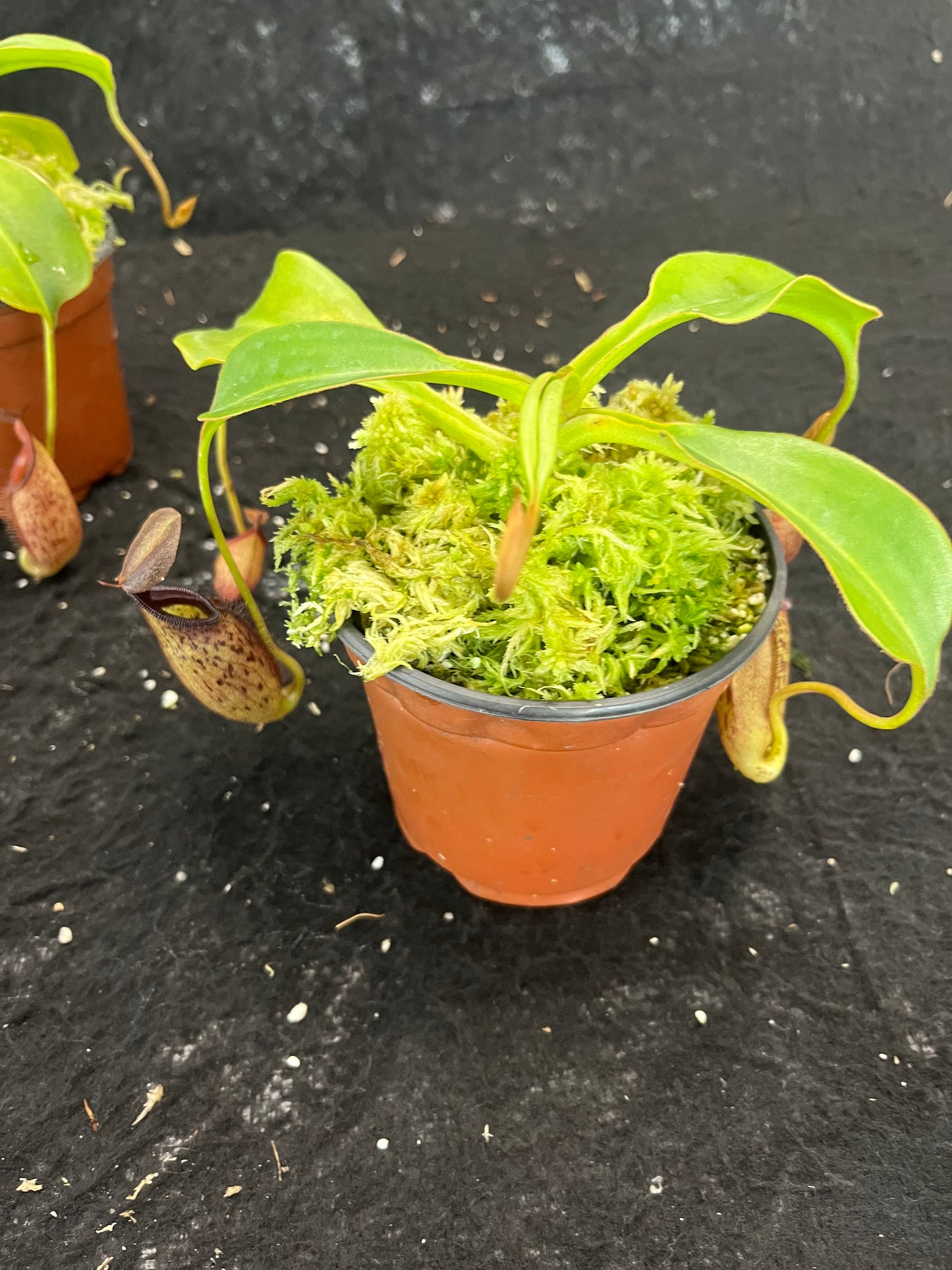 Nepenthes talangensis x robcantleyi BE-3497