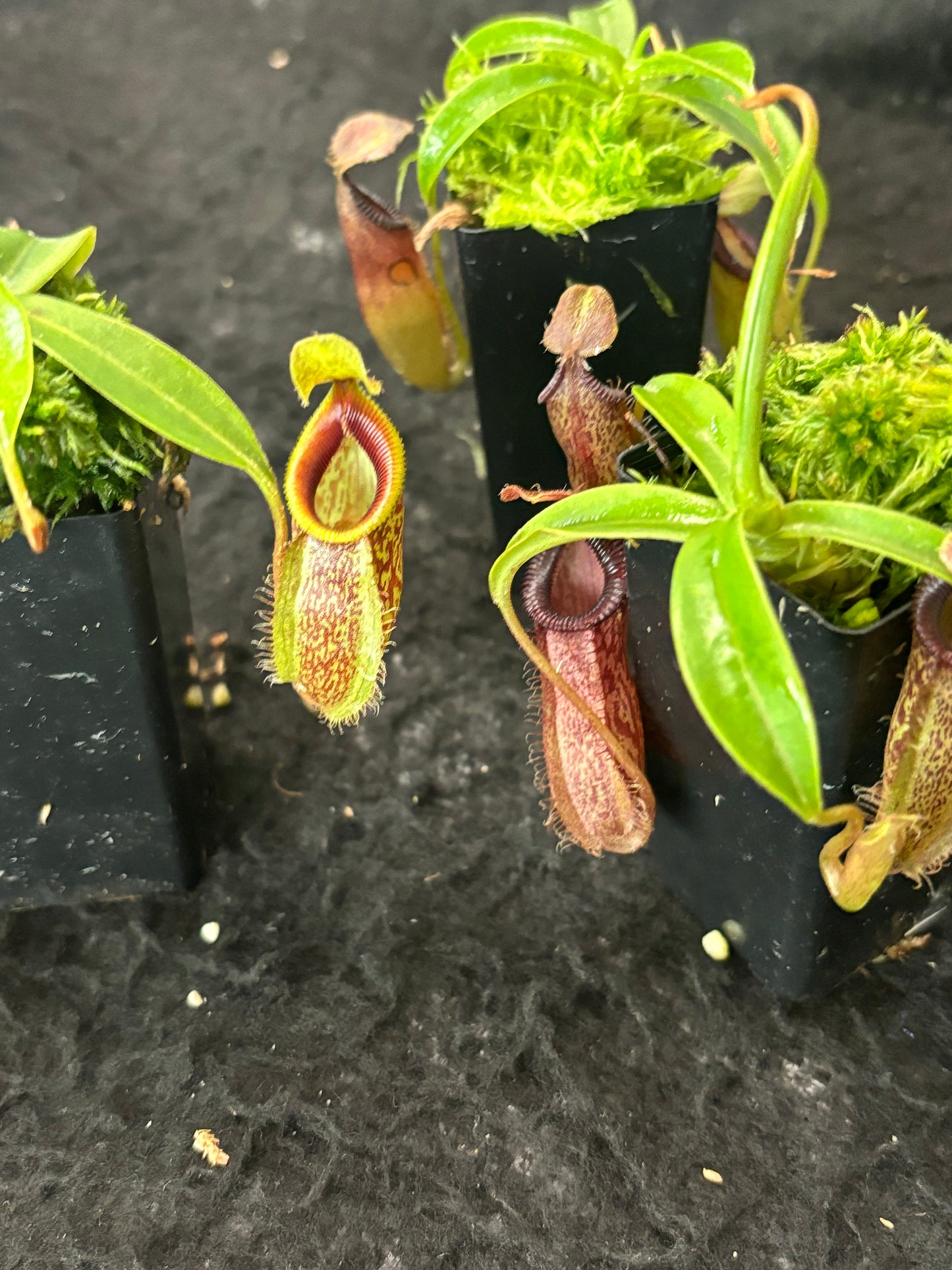 Nepenthes talangensis x hamata BE-4003