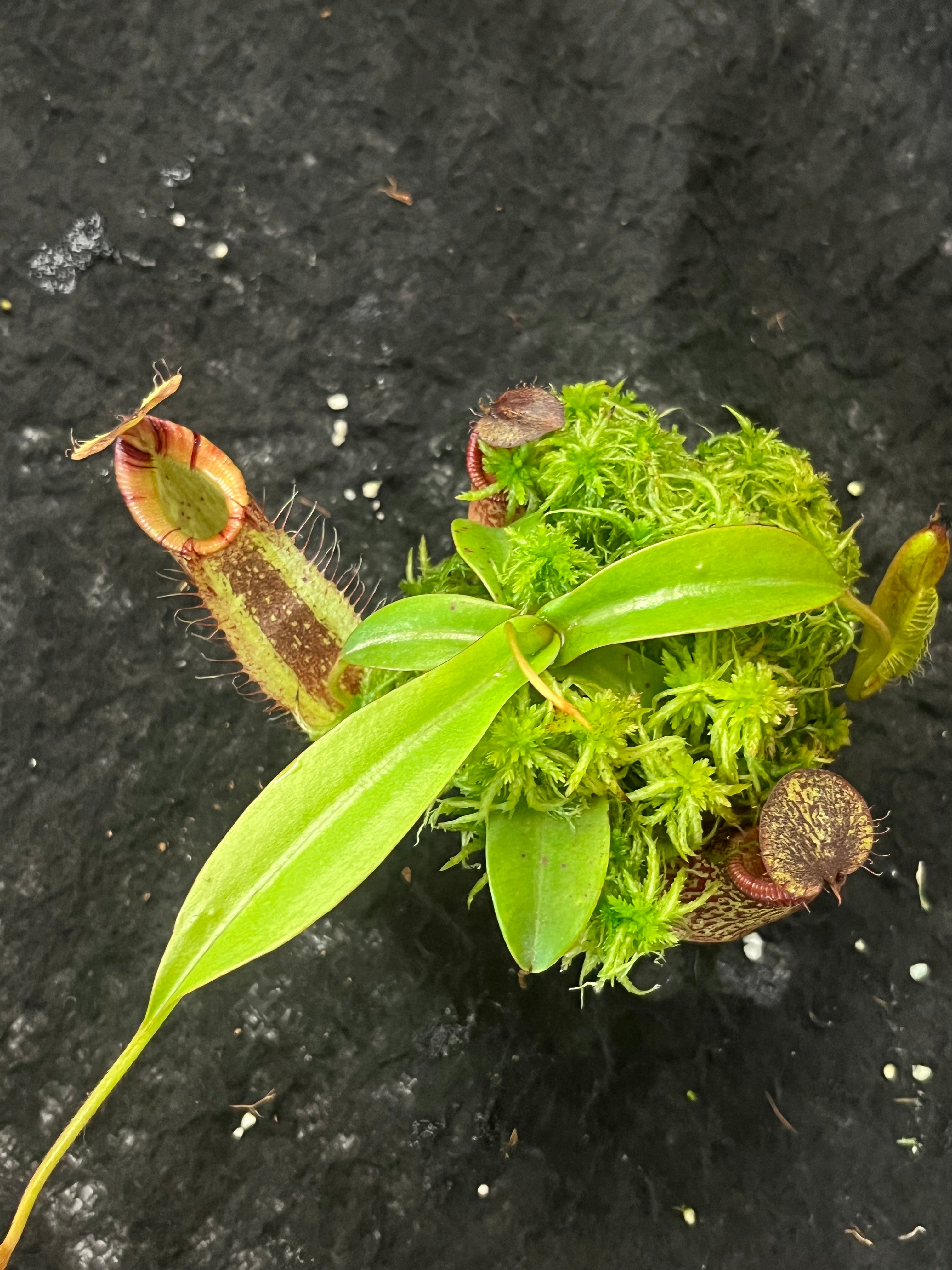 Nepenthes spectabilis x hamata BE-3871 – Pitcher N' Moss