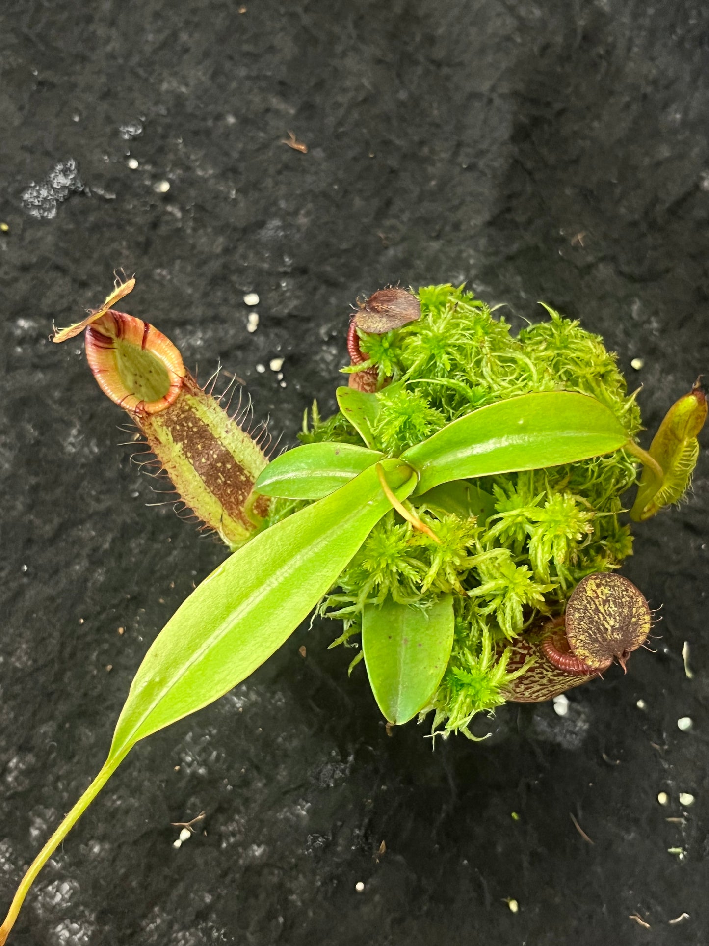 Nepenthes spectabilis x hamata BE-3871