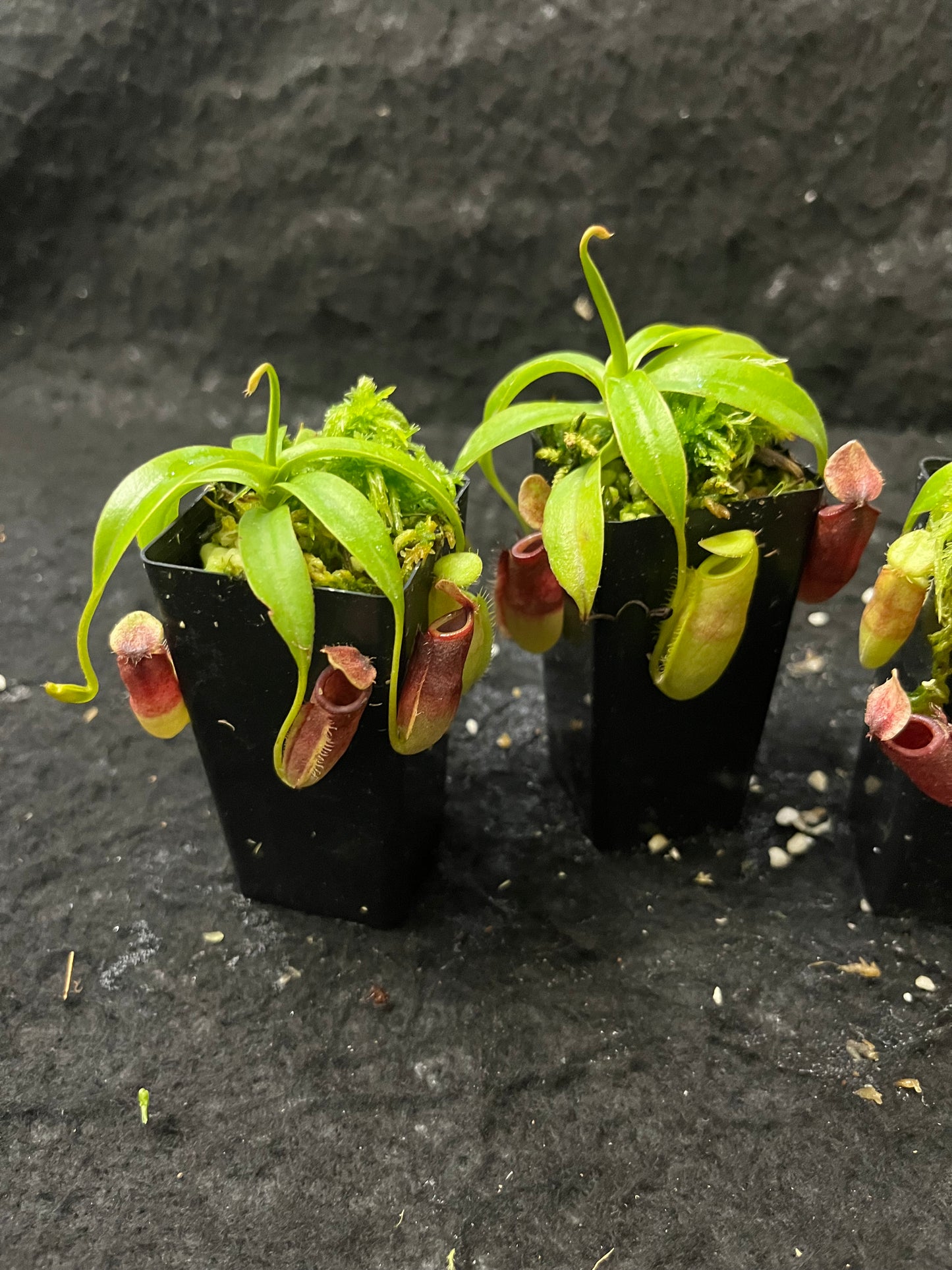 Nepenthes talangensis x (lowii x tentaculata) BE-4573