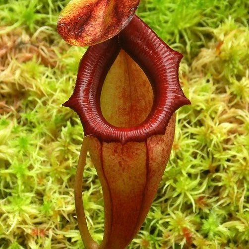 Nepenthes flava