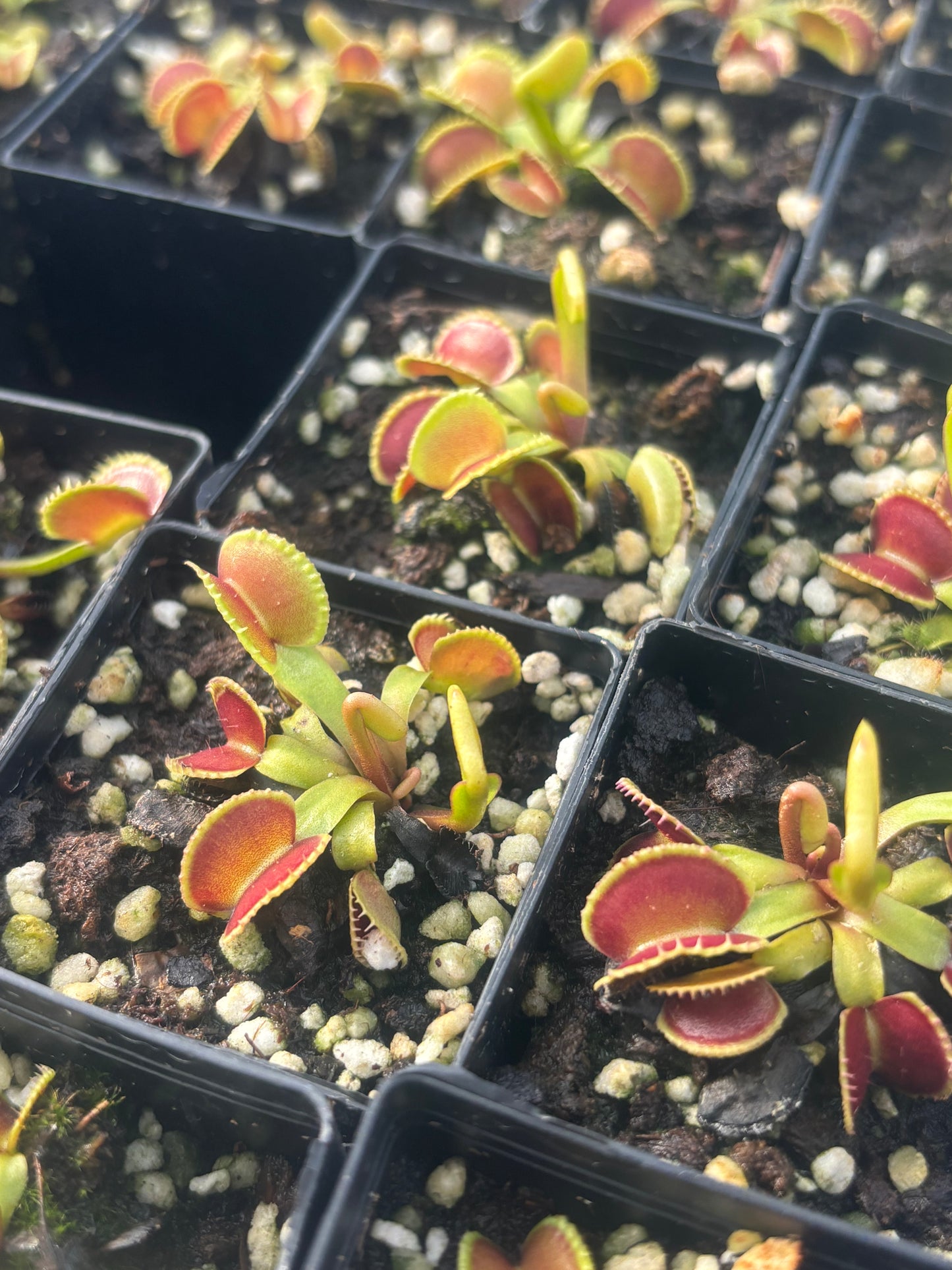 Dionaea muscipula 024