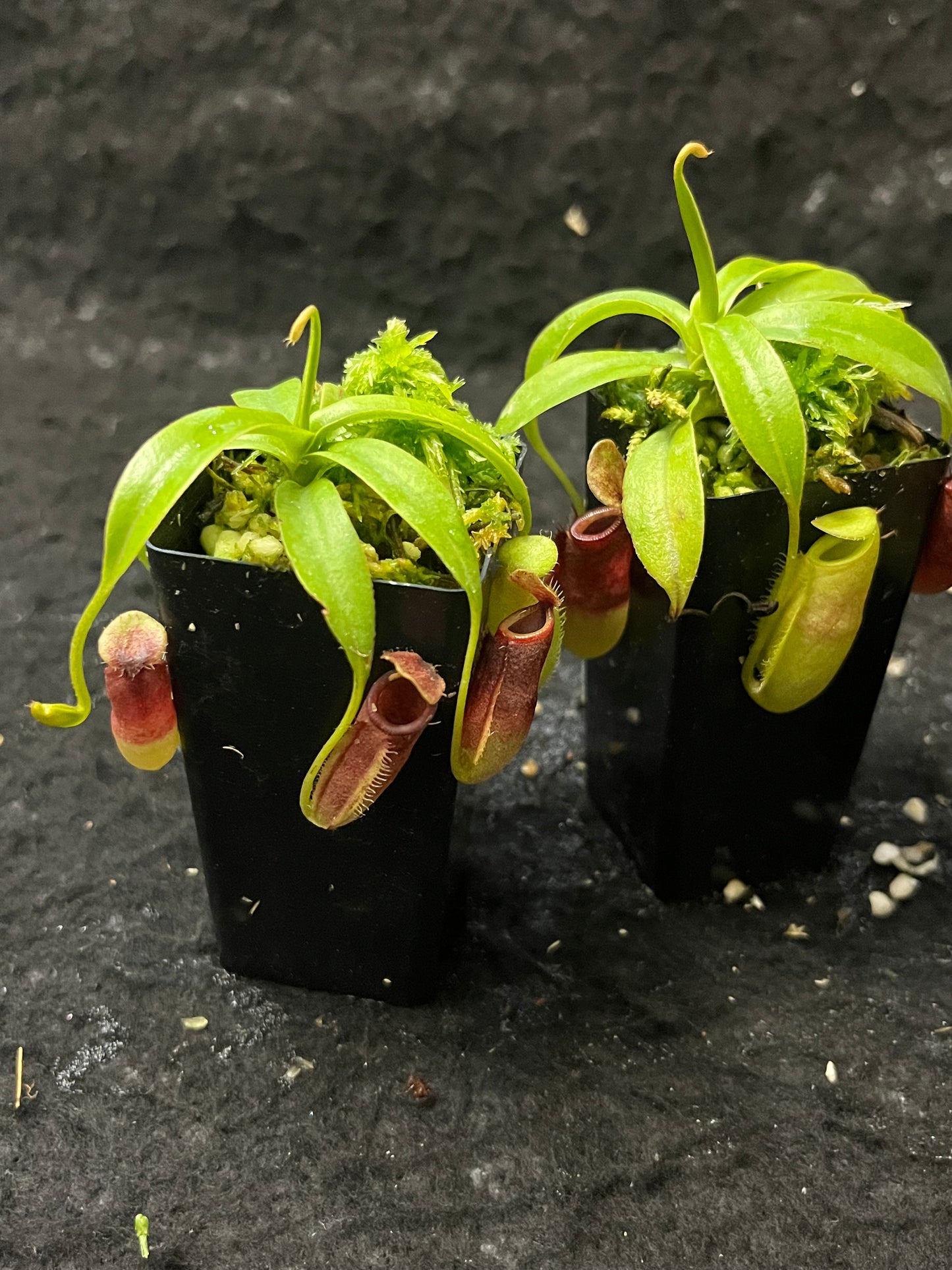 Nepenthes talangensis x (lowii x tentaculata) BE-4573